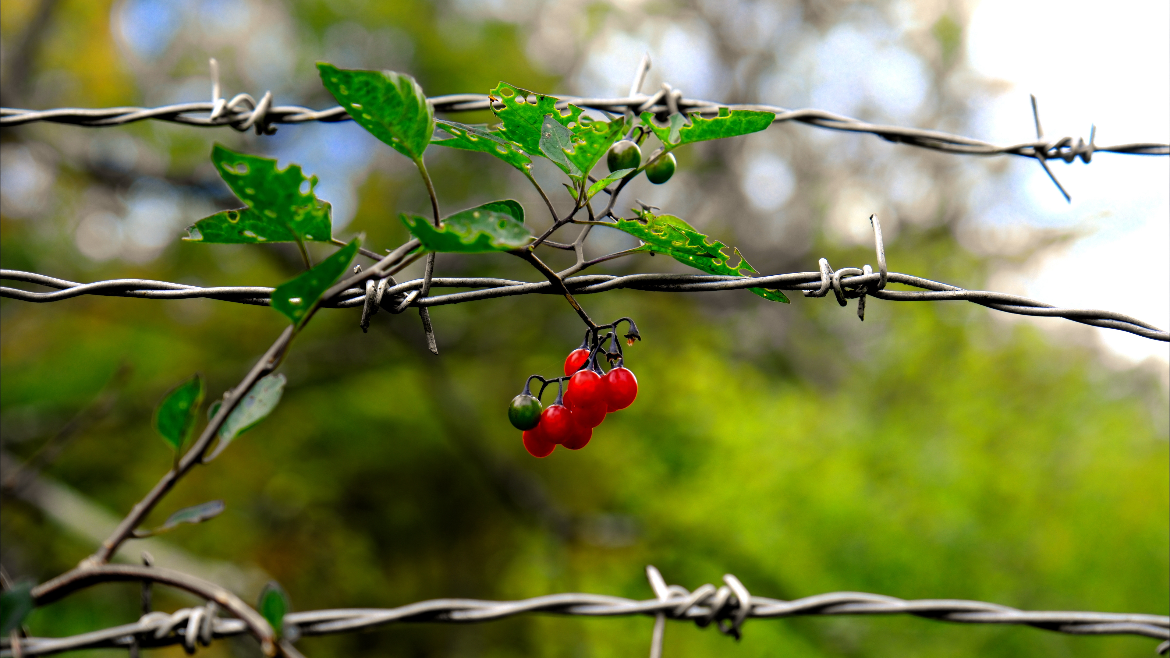 Berries and Wire - Fall 2025