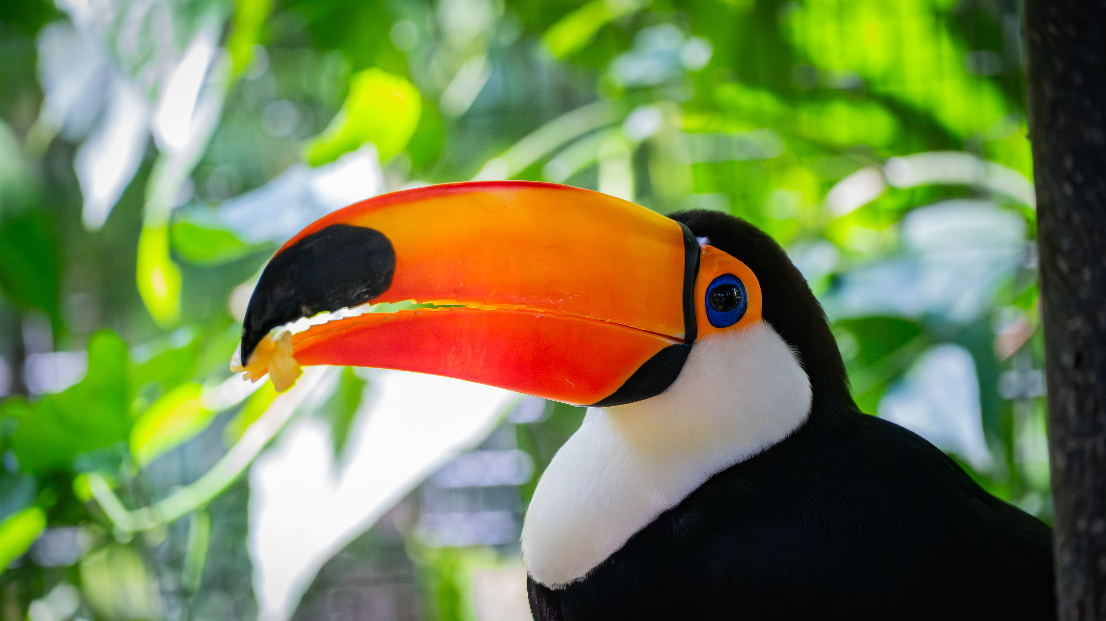 Toucan at Parque Das Aves in Foz do Iguaçu, Brazil - August 2025