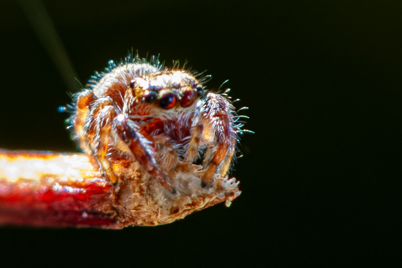 Wild Jumping Spider I Named Stanley in Adirondacks, NY - Oct 2026
