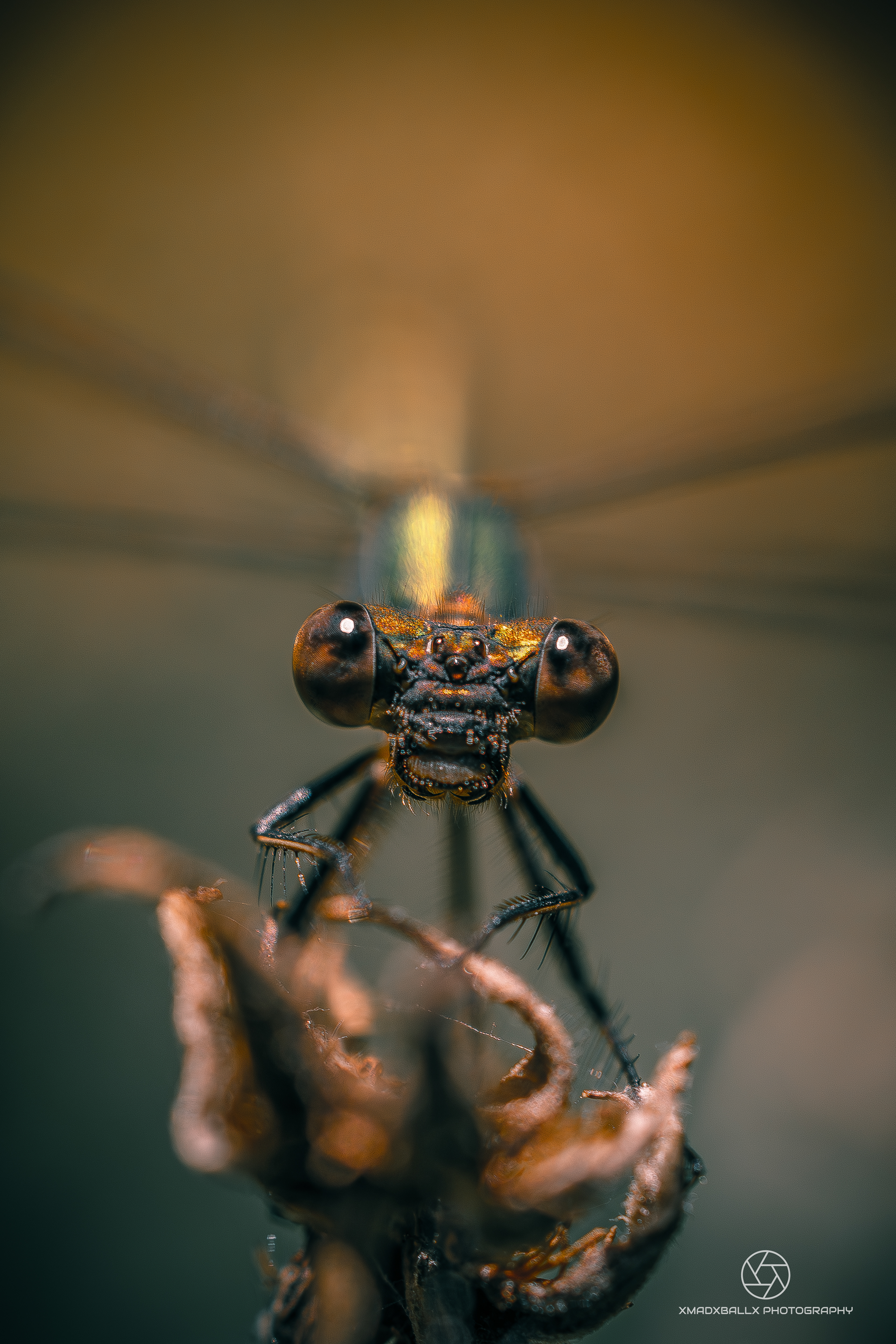 Damselfly in balance