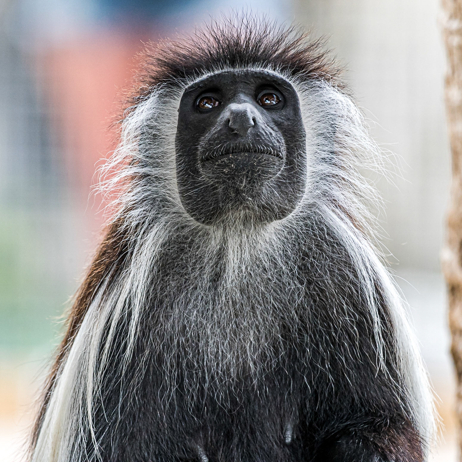 Colobus Angolensis at Zoo Tampa - 8