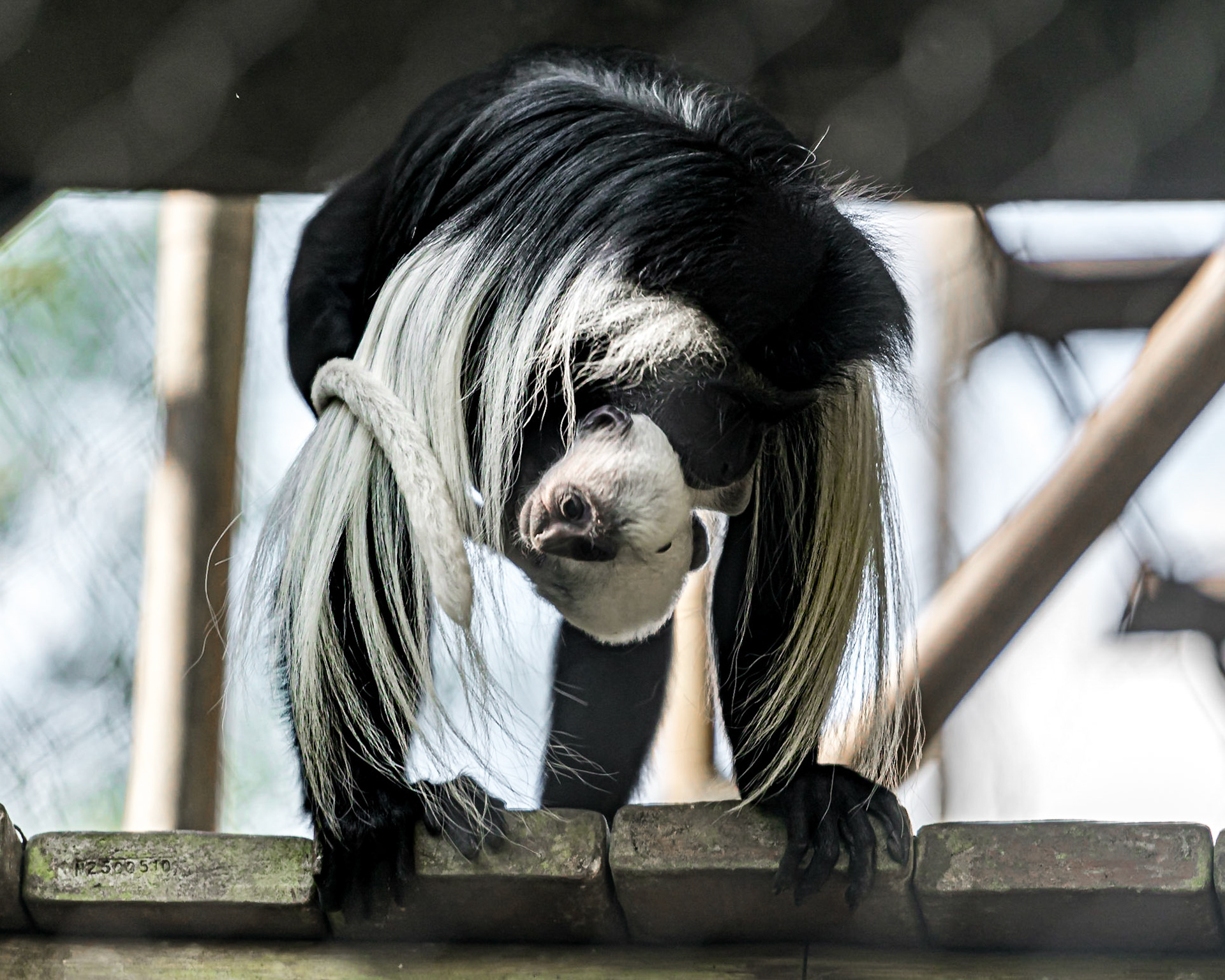 Colobus Angolensis with infant at Disney - 2