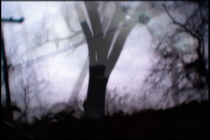 ILLUSION OF EXPERIENCE: tree, Inkjet print