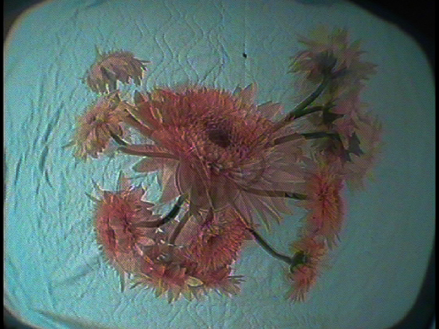 ILLUSION OF EXPERIENCE: flowers, Solid ink print