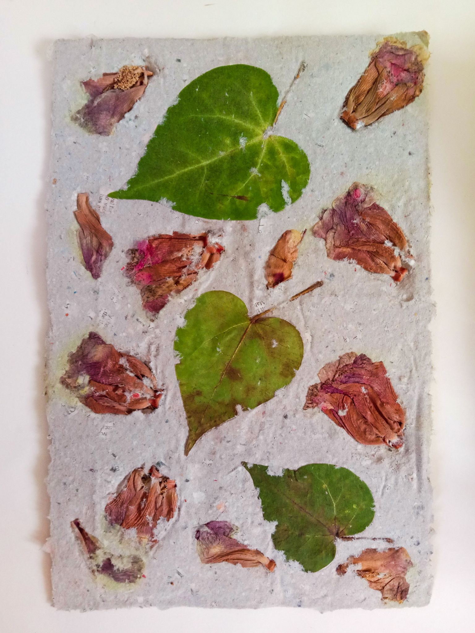 Tabebeuia rosea
