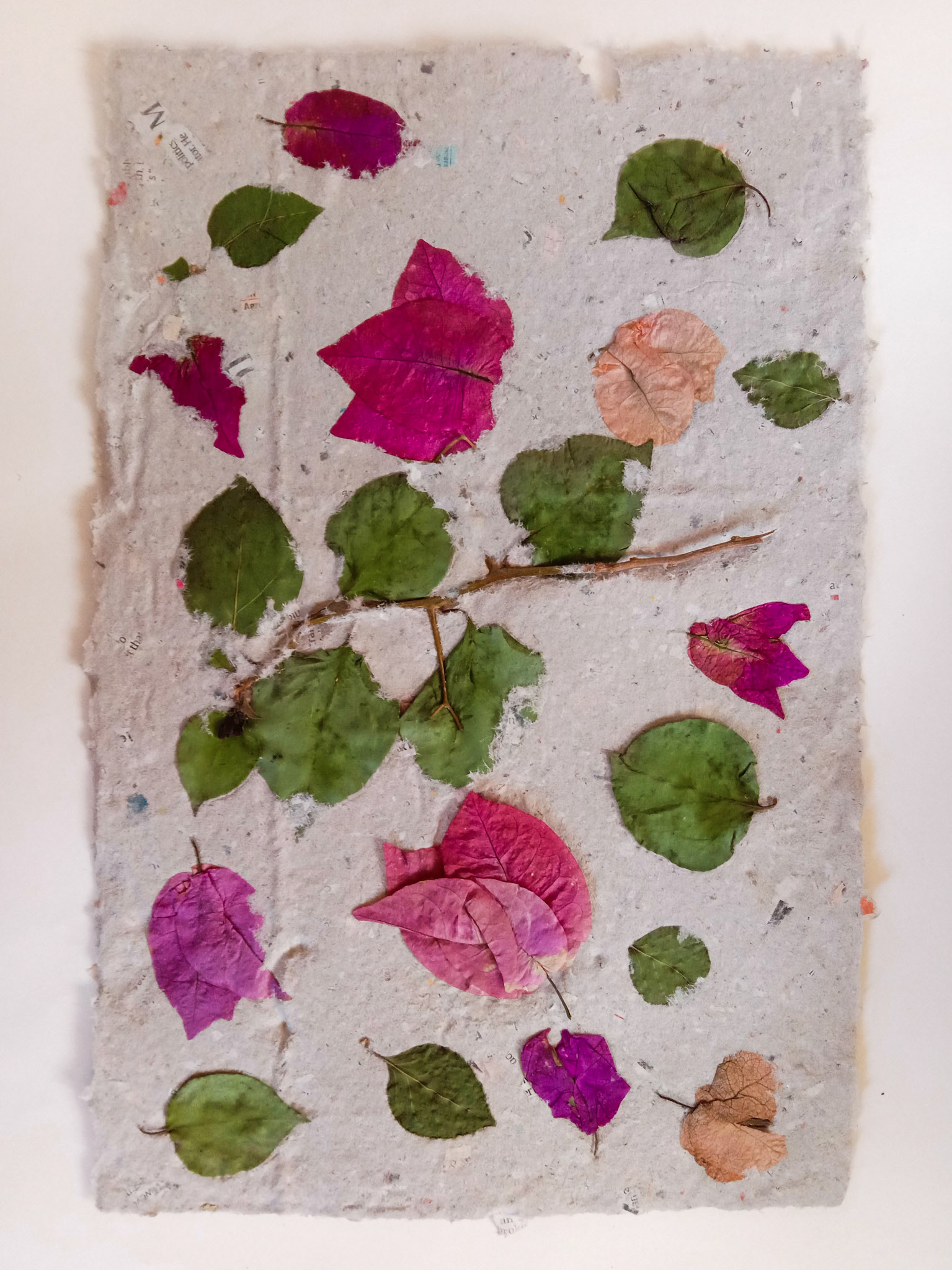 Bougainvillea glabra