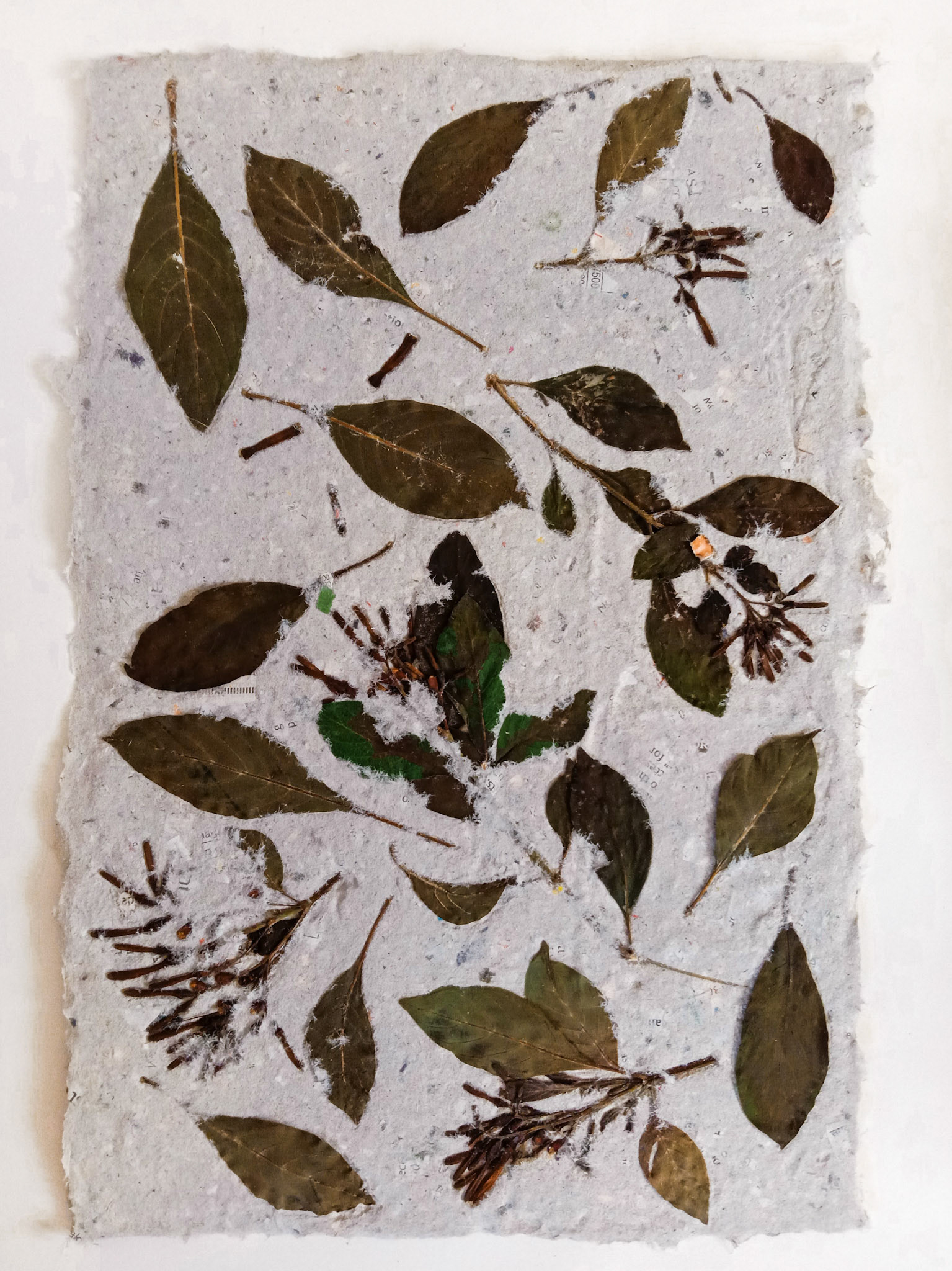 Hamelia patens