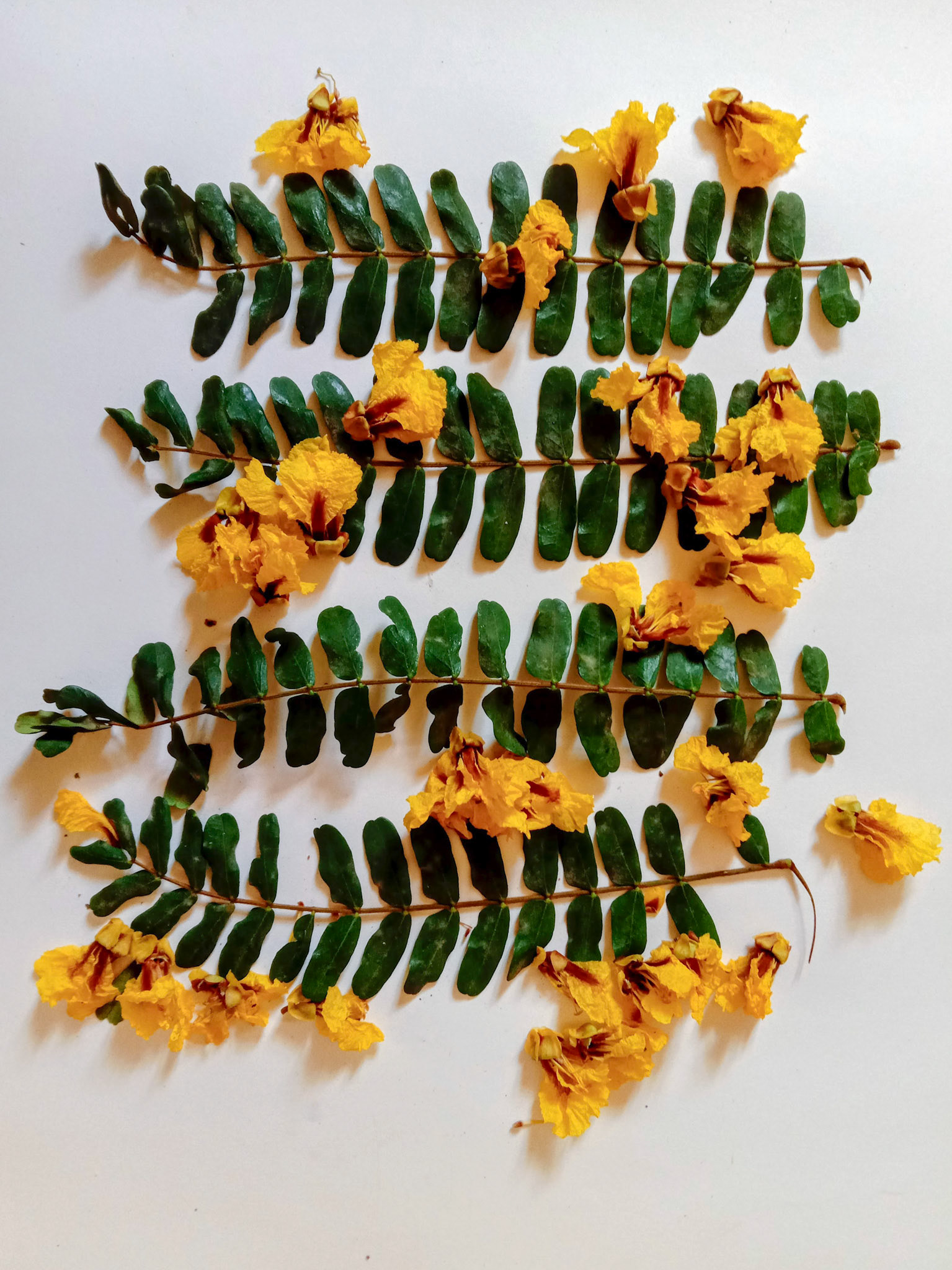 Foraging