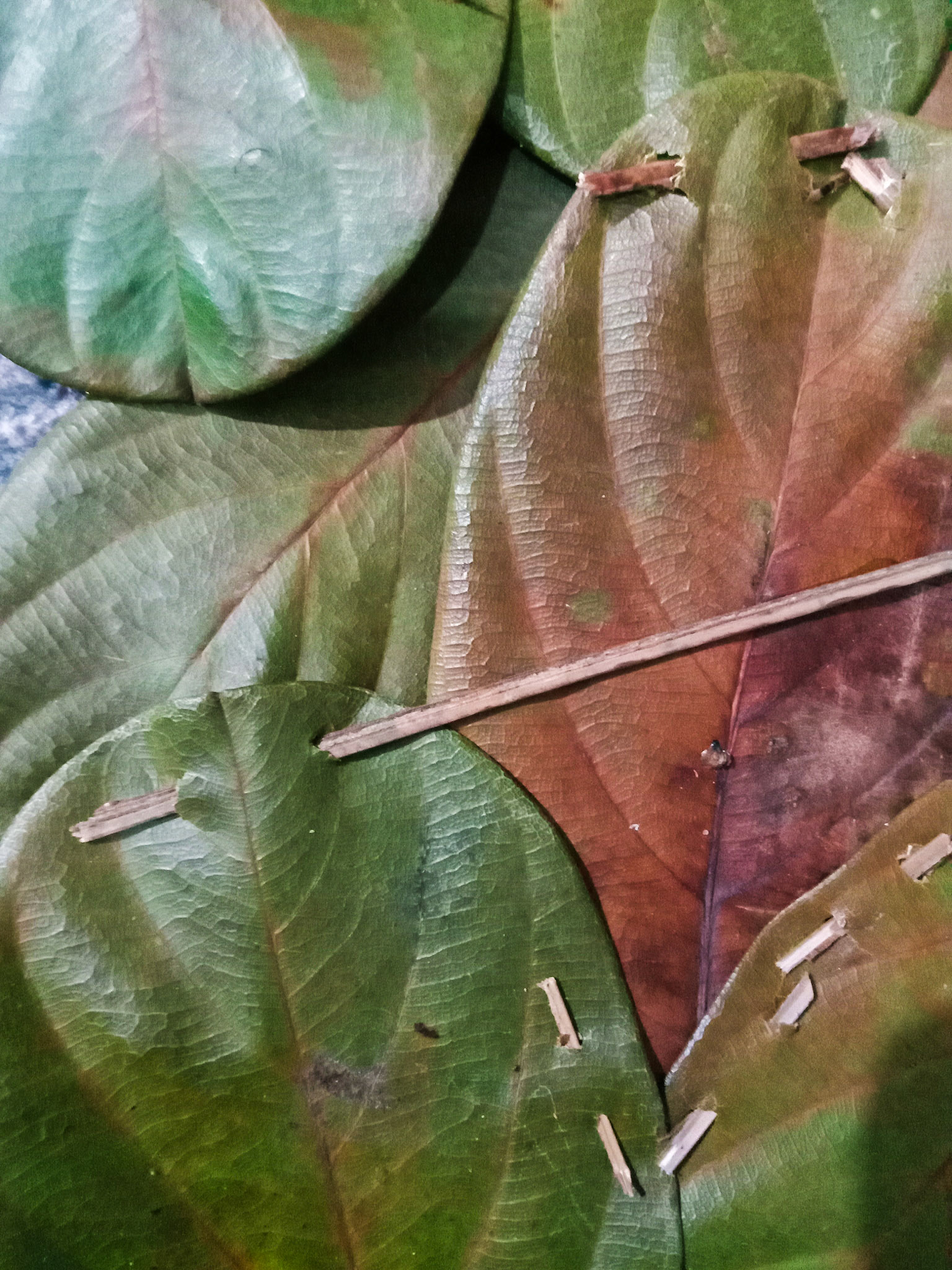 Stitching leaves