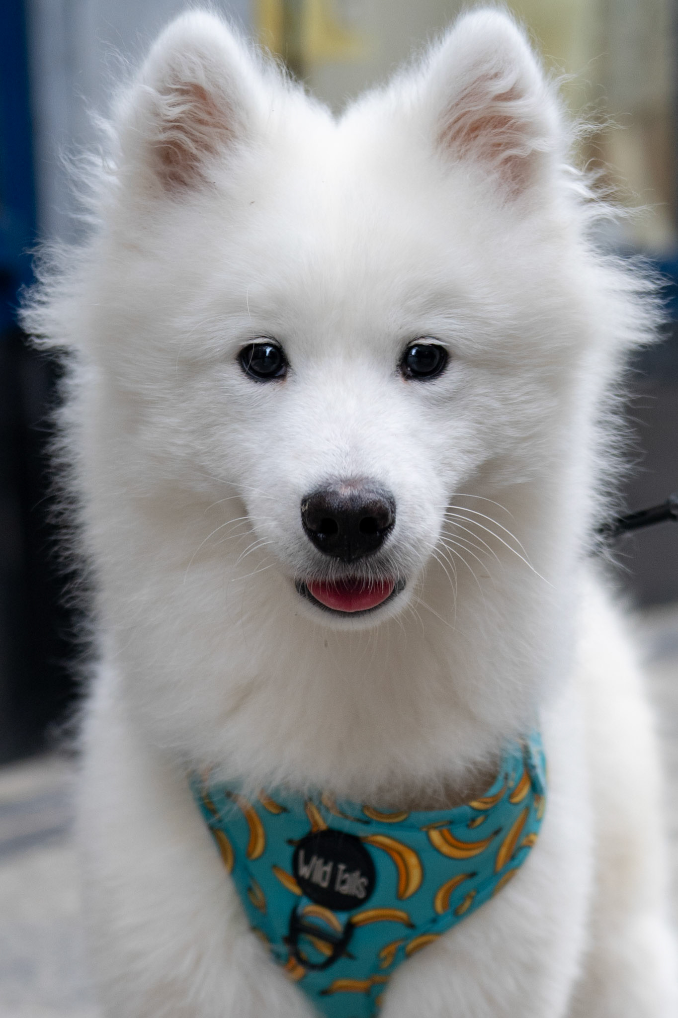 Dobu