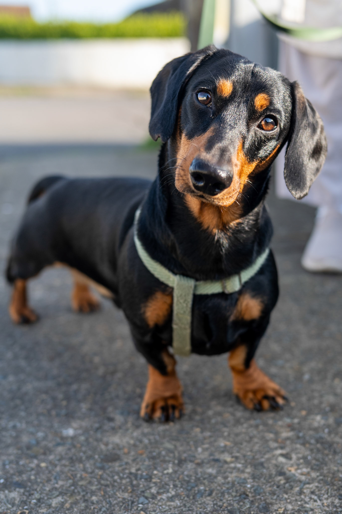 Super cute Dachsund, Wilbur shot with the Nikon ZF and 40mm f/2 lens