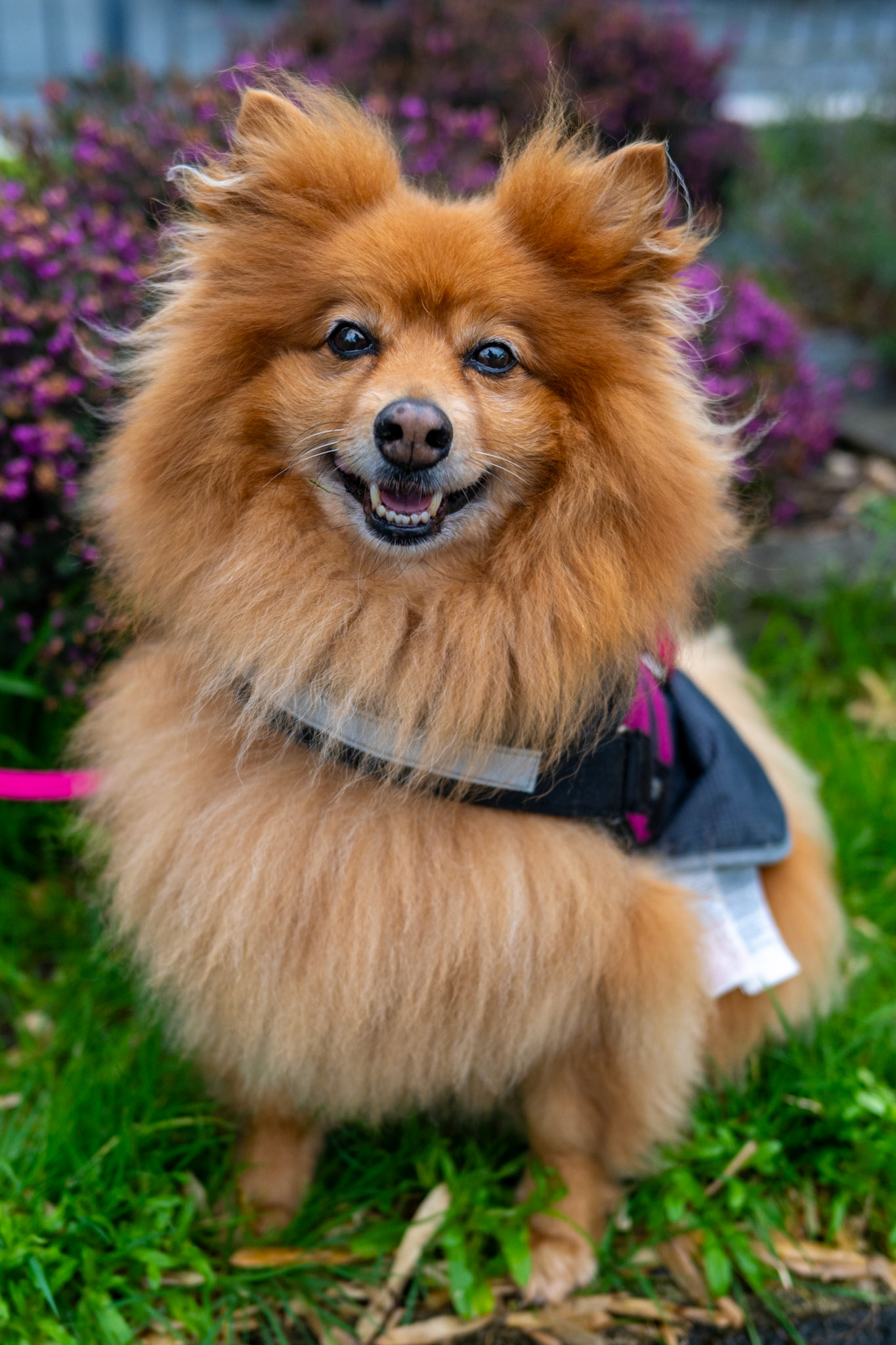 Street portrait of beautiful pomeranian, Arno, shot with the Nikon ZF with 40mm f/2 lens 