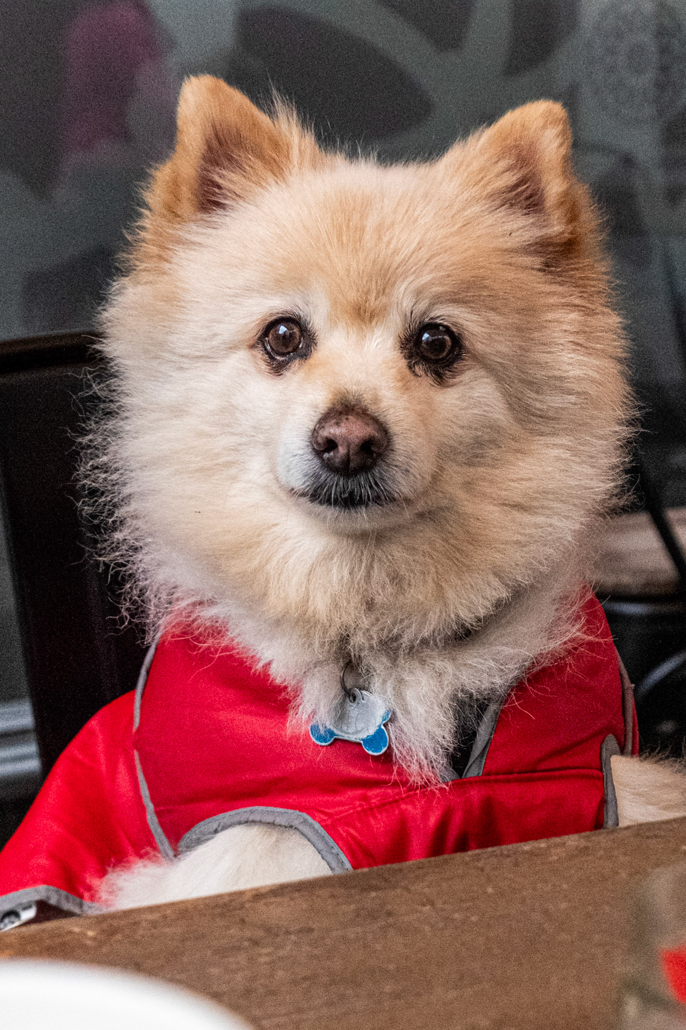 Chico