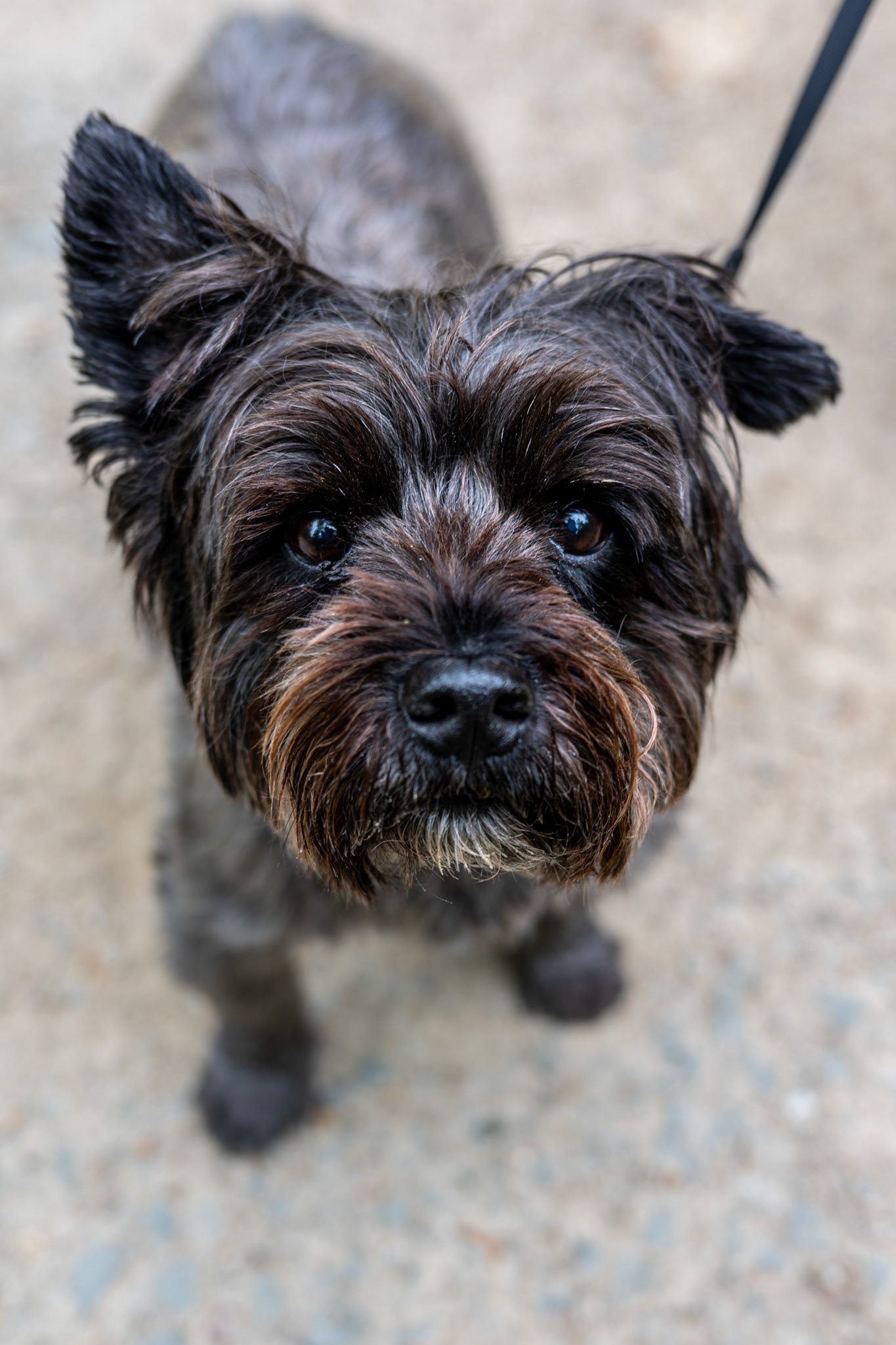 Walter