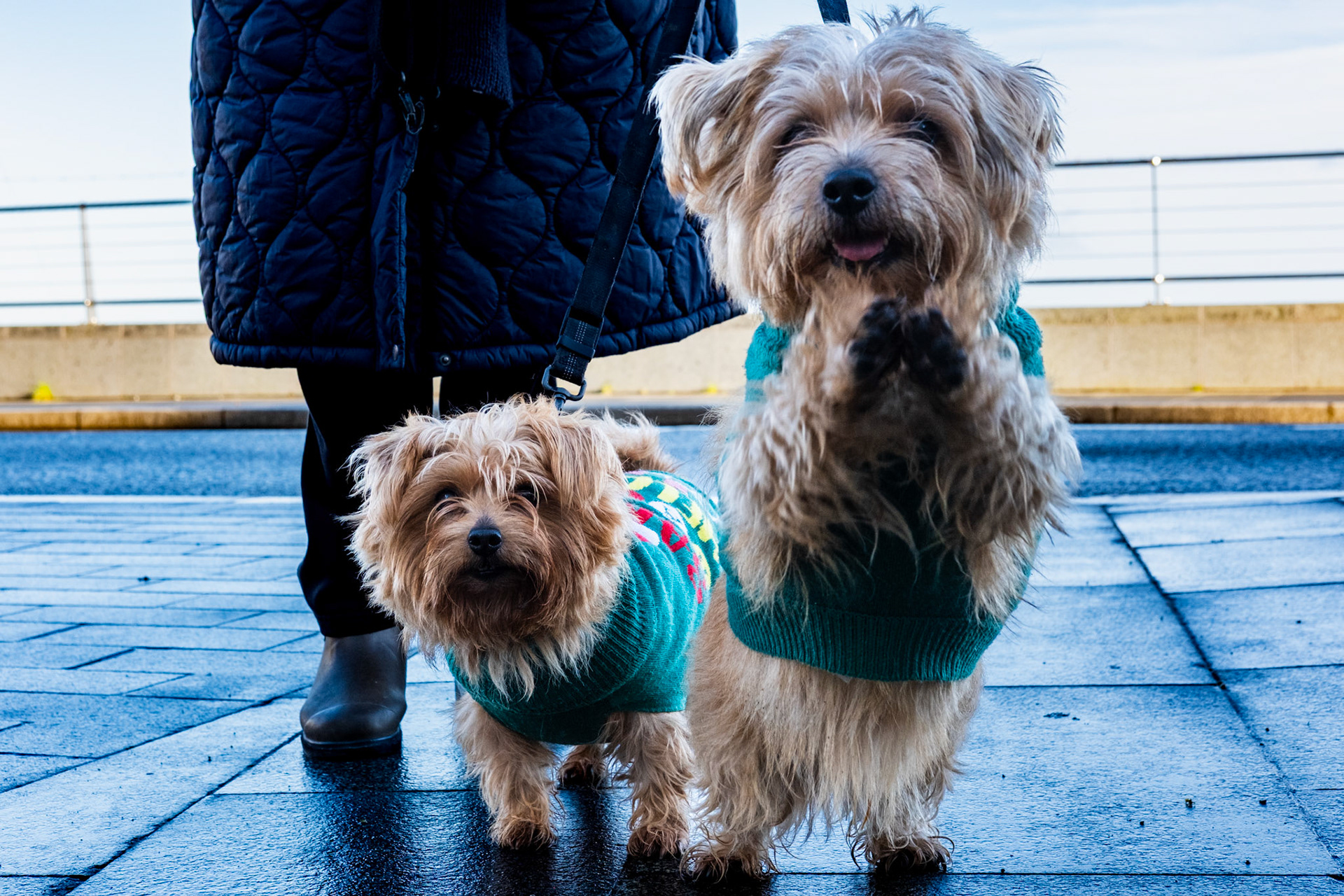 Daisy and Mungo