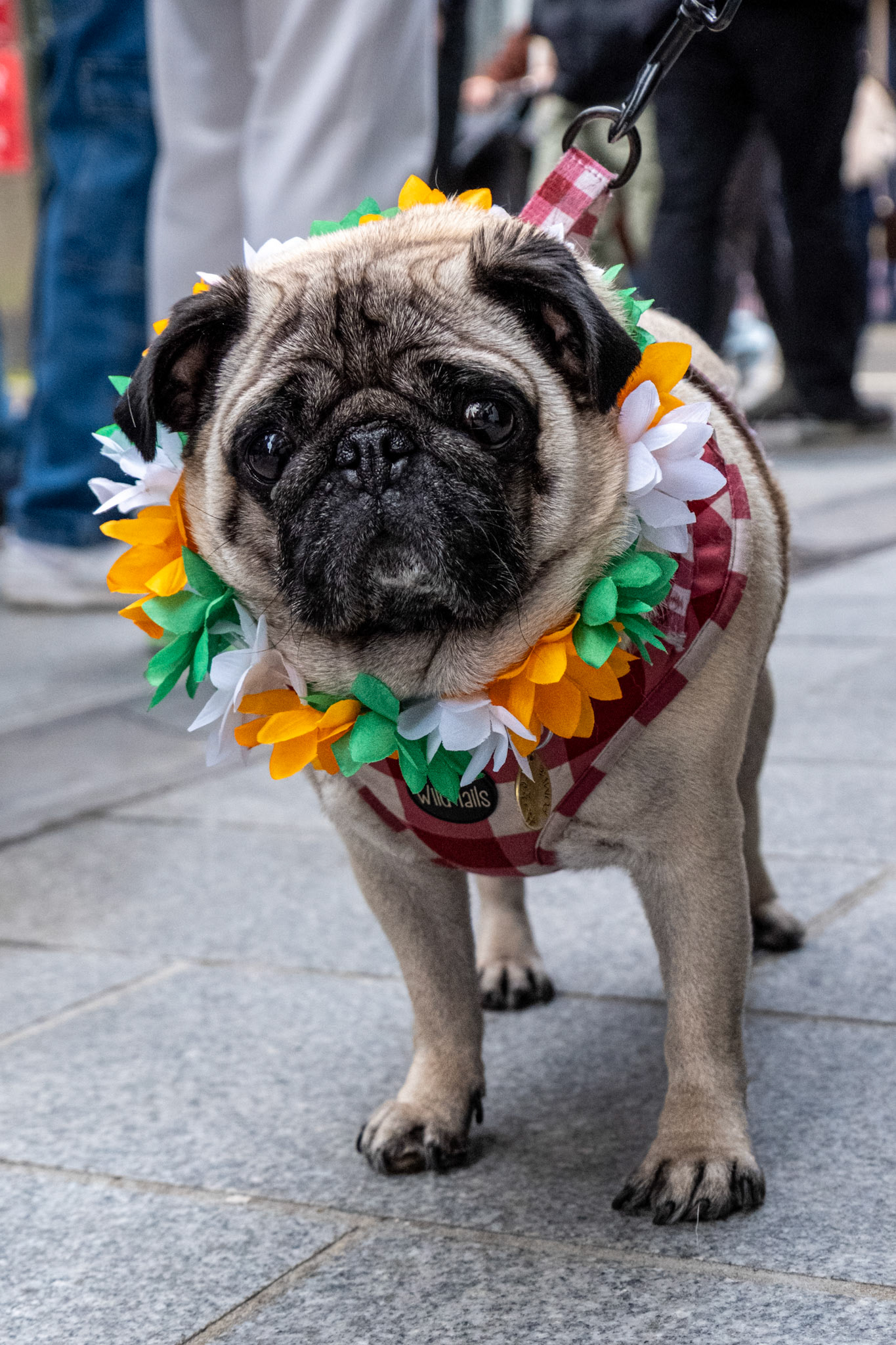 Street portrait of beautiful pug Pumbaa in Wexford Town with the Fujifilm X-T5 / XF 18-135mm lens