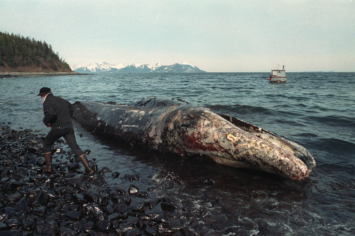 EXXON VALDEZ OIL SPILL WHALE- JOHN GAPS III