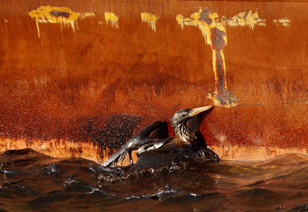 A CLOSE UP OF THE OIL SOAKED BIRD - GERALD HERBERT