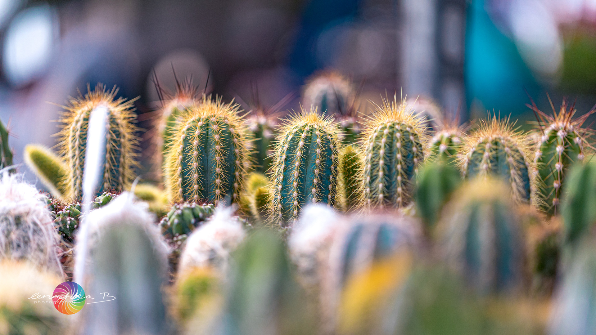 Cactus