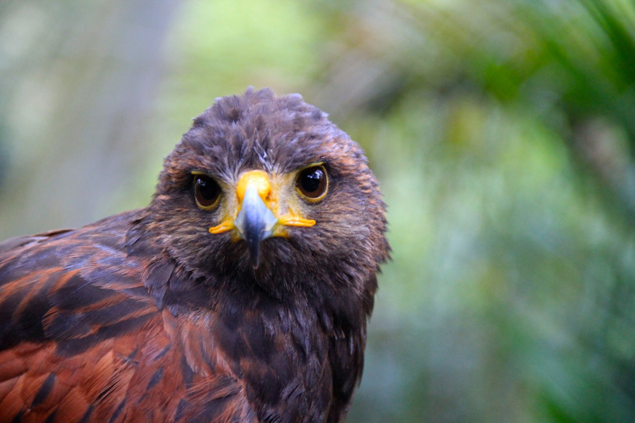Nature conservation campaign, wildlife sanctuary Veracruz, MEX