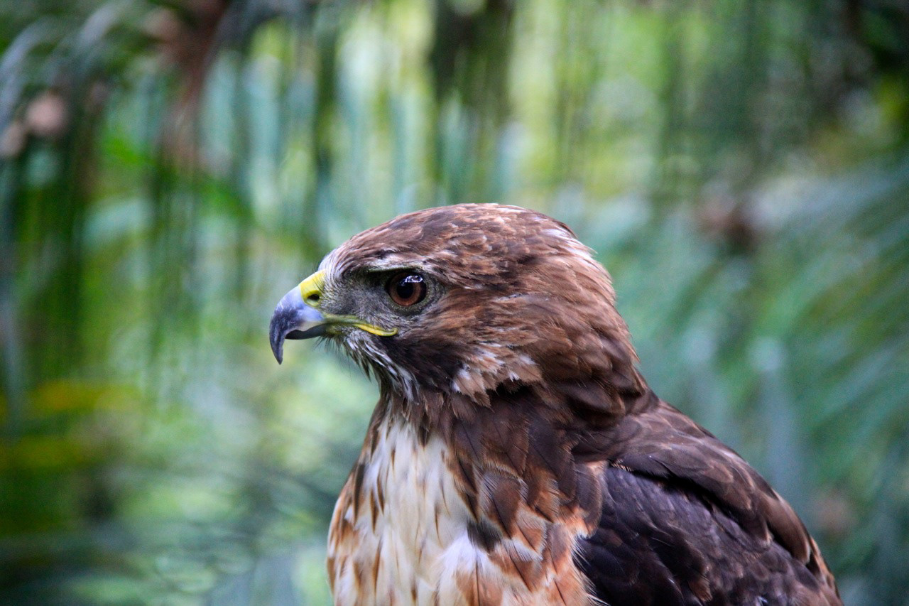 Nature conservation campaign, wildlife sanctuary Veracruz, MEX