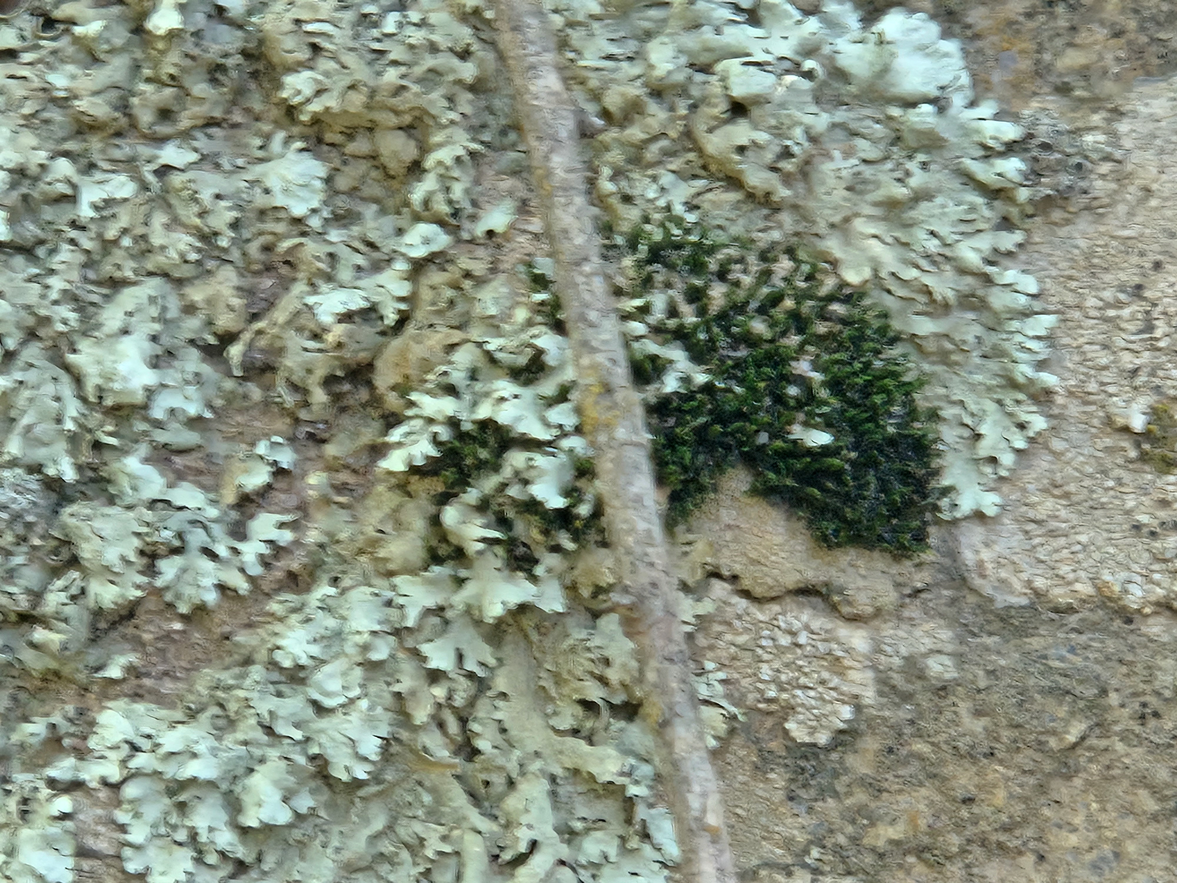 Lichen, found on BLM land near Boulder CO