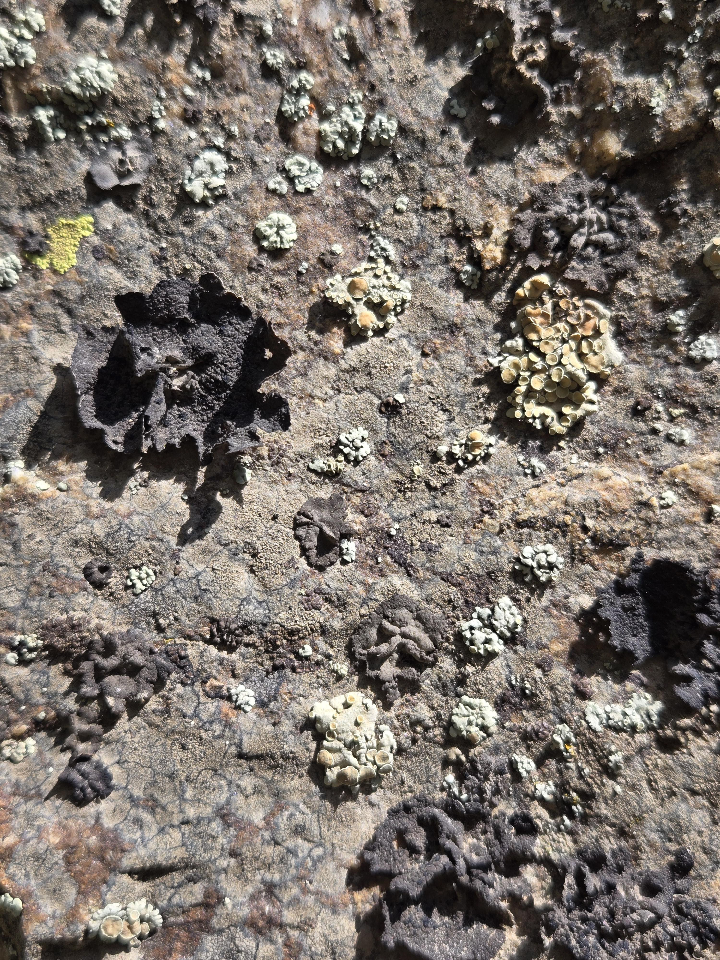 Lichen, found on BLM land near Boulder CO