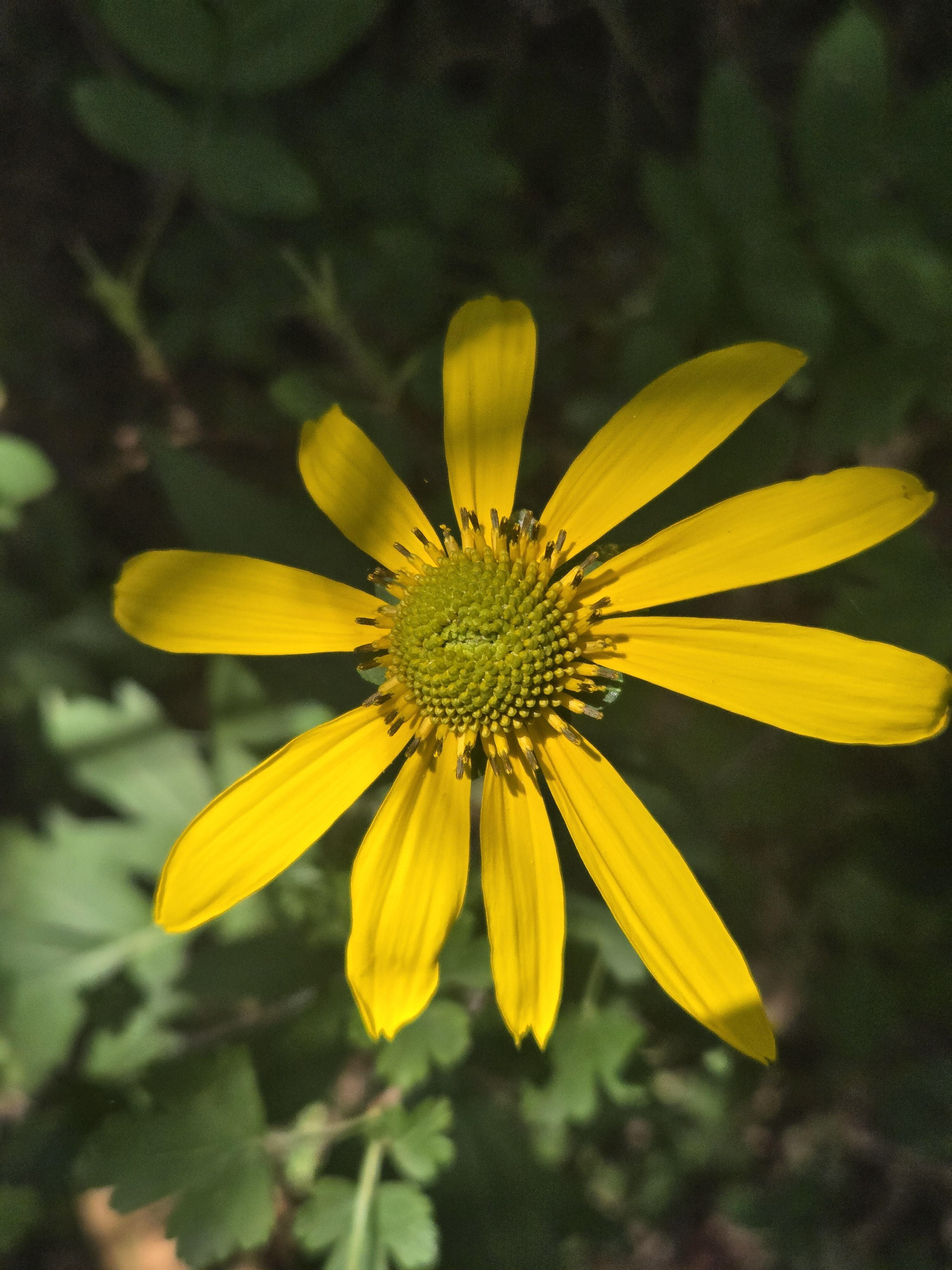 CO Wildflower