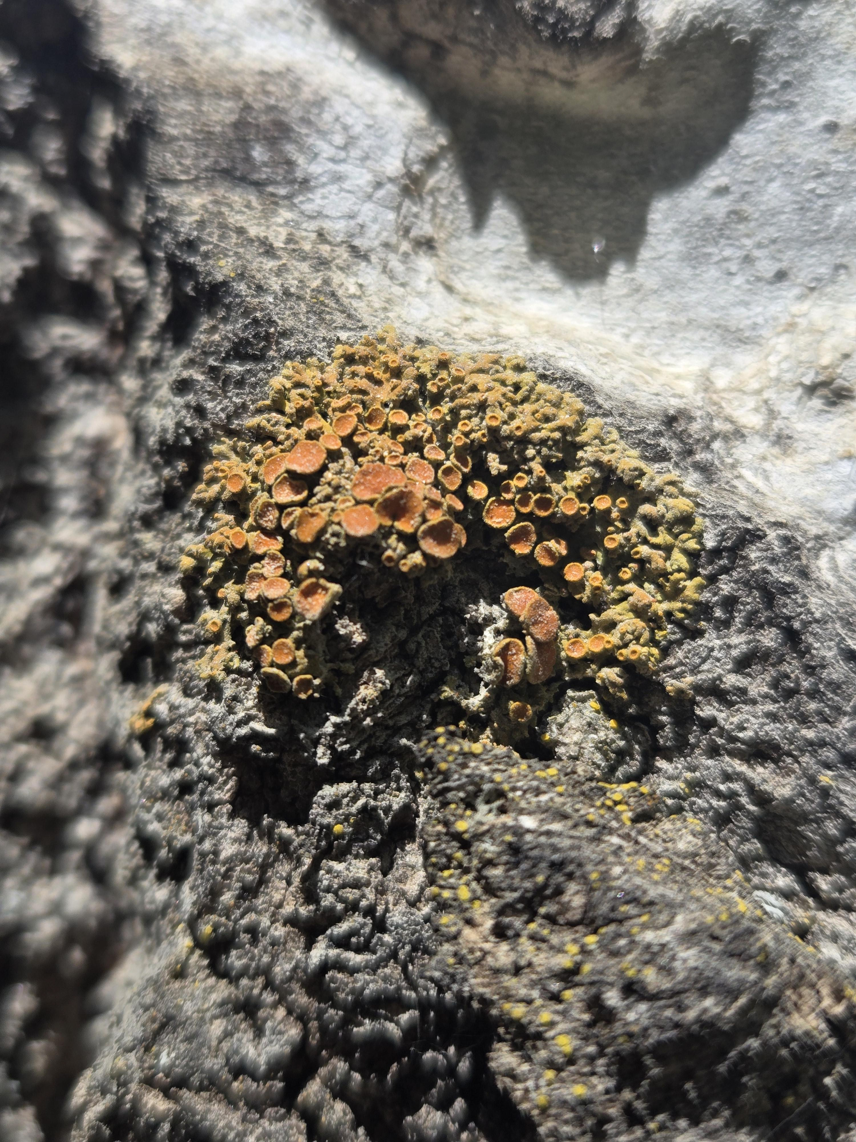 Lichen, found on BLM land near Boulder CO