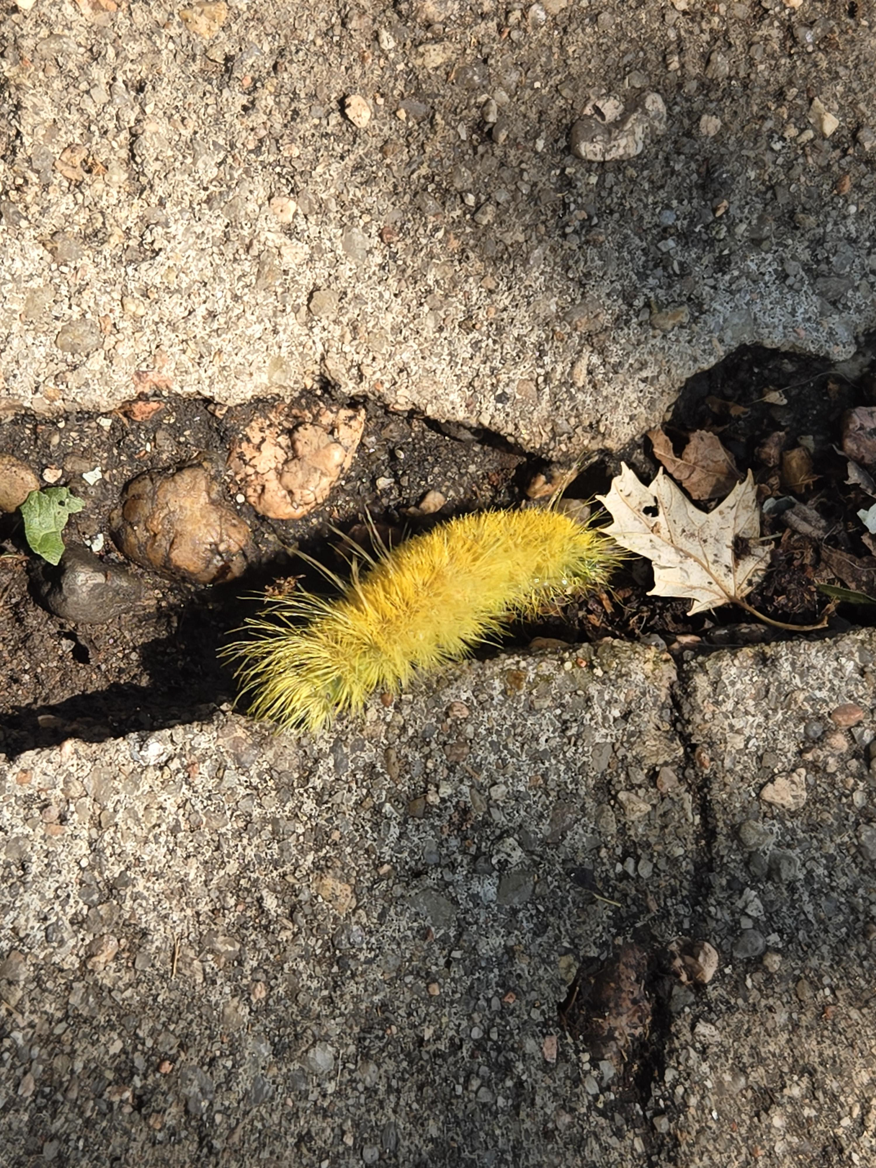 Wolly Bear Moth AKA Virginian tiger moth, Found in Denver CO near East Colfax