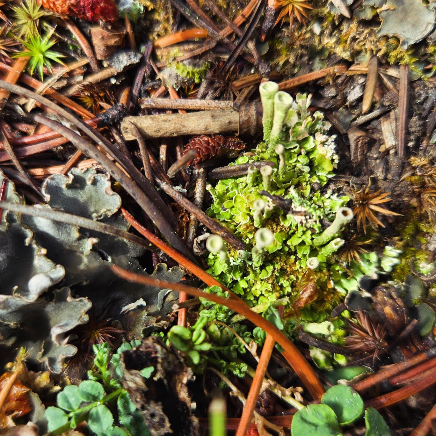 Lichen found in Keystone CO