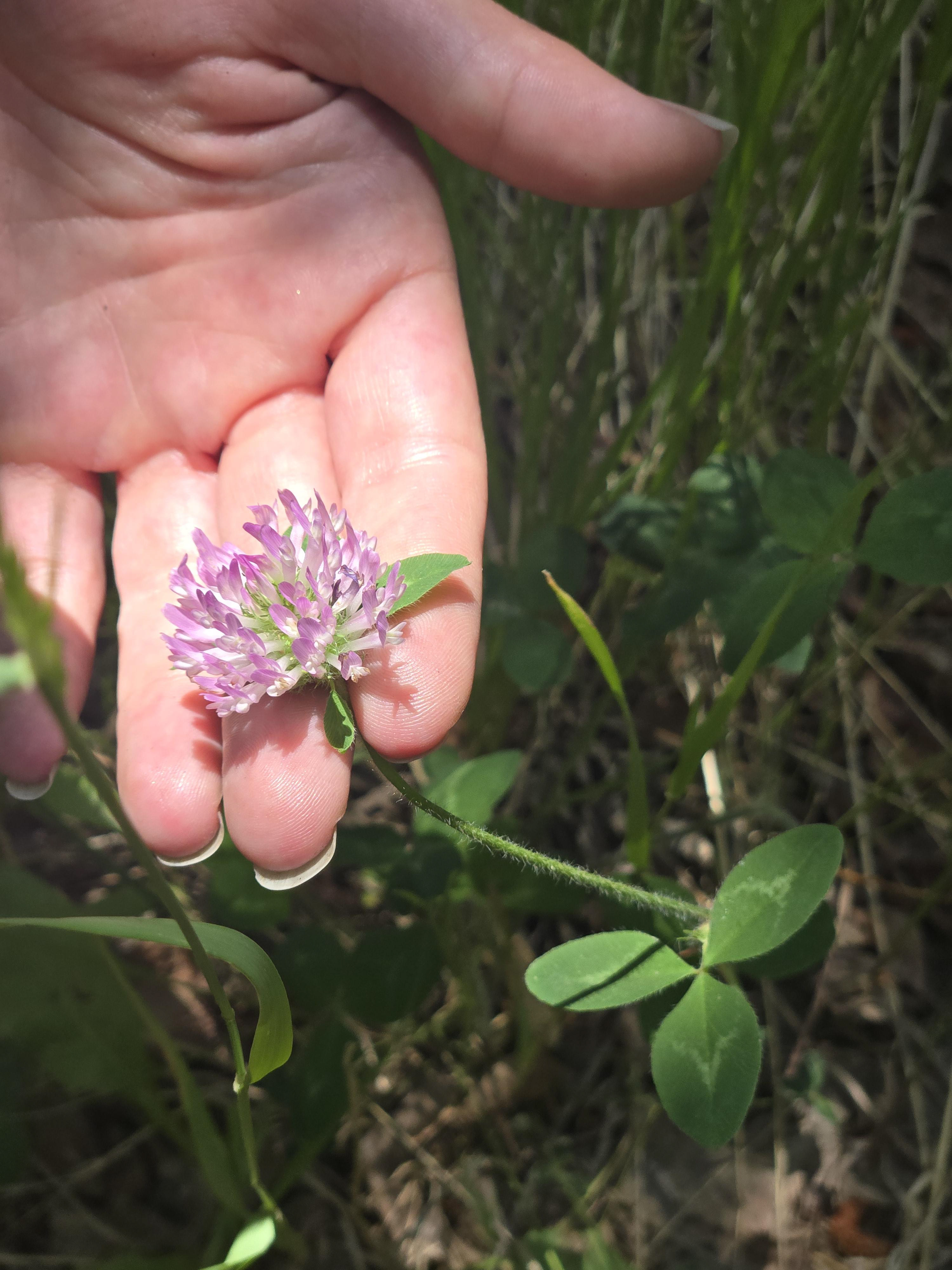 CO Native Wildflower