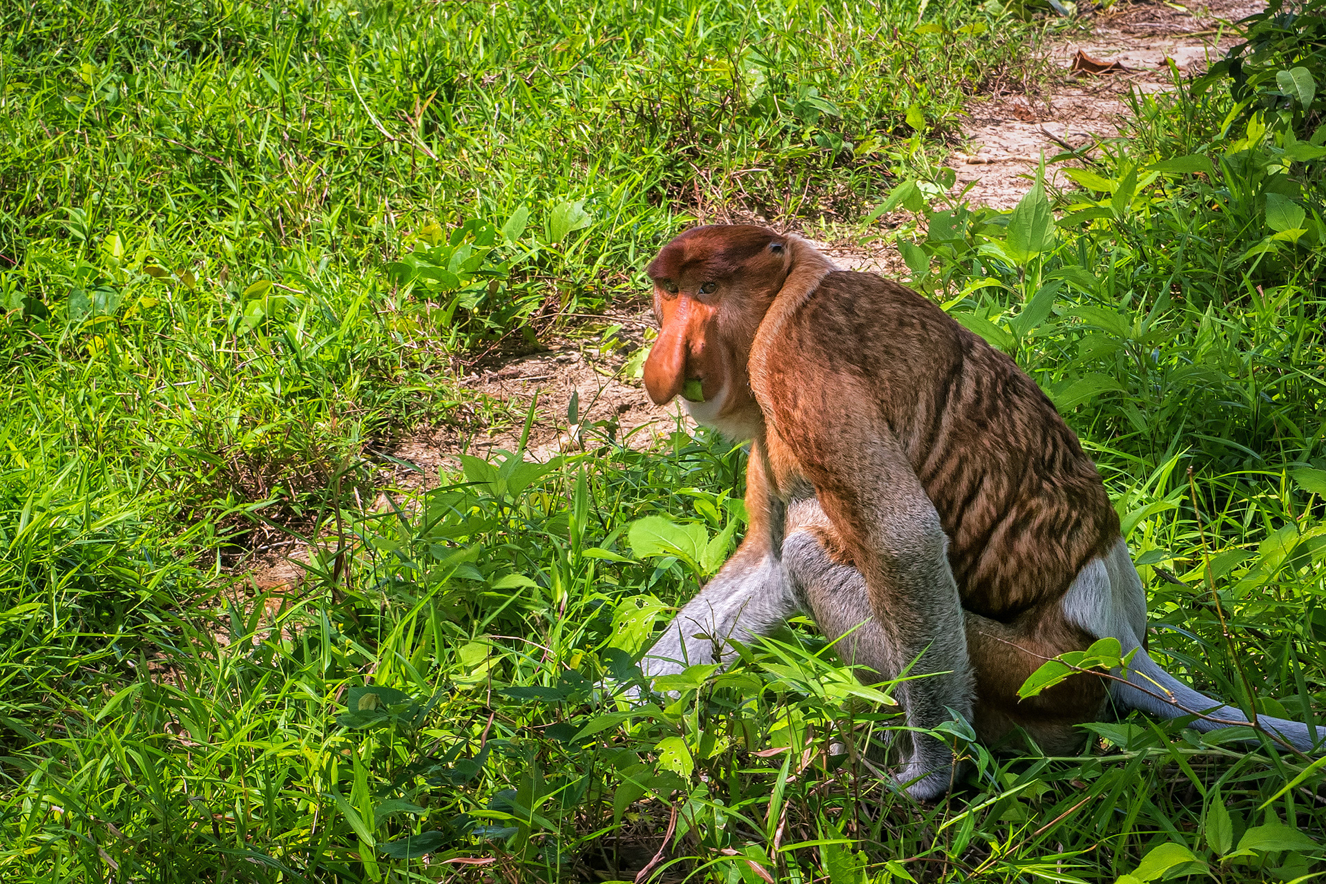 Proboscis monkey in Bako National Park