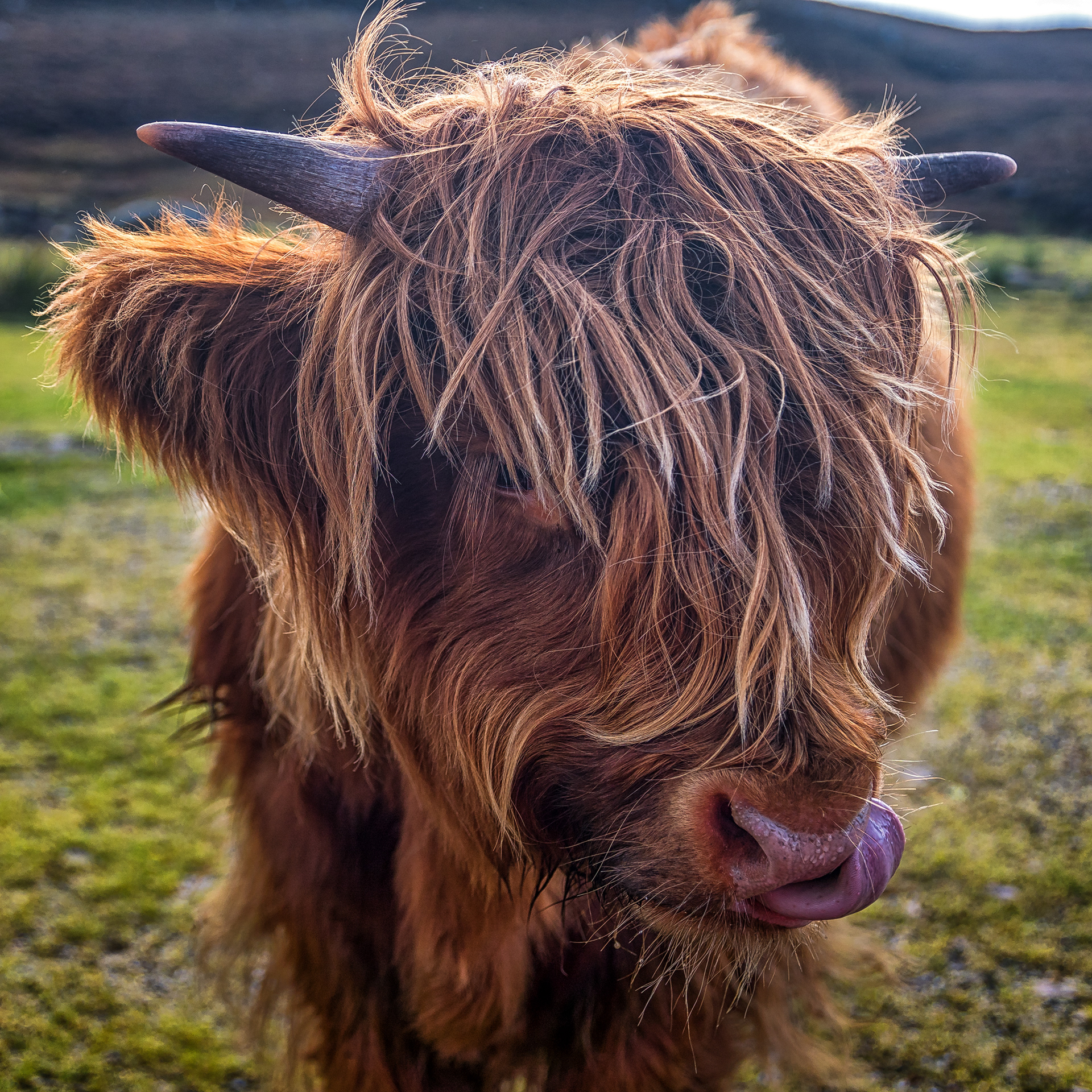Highland Cow, Scotland