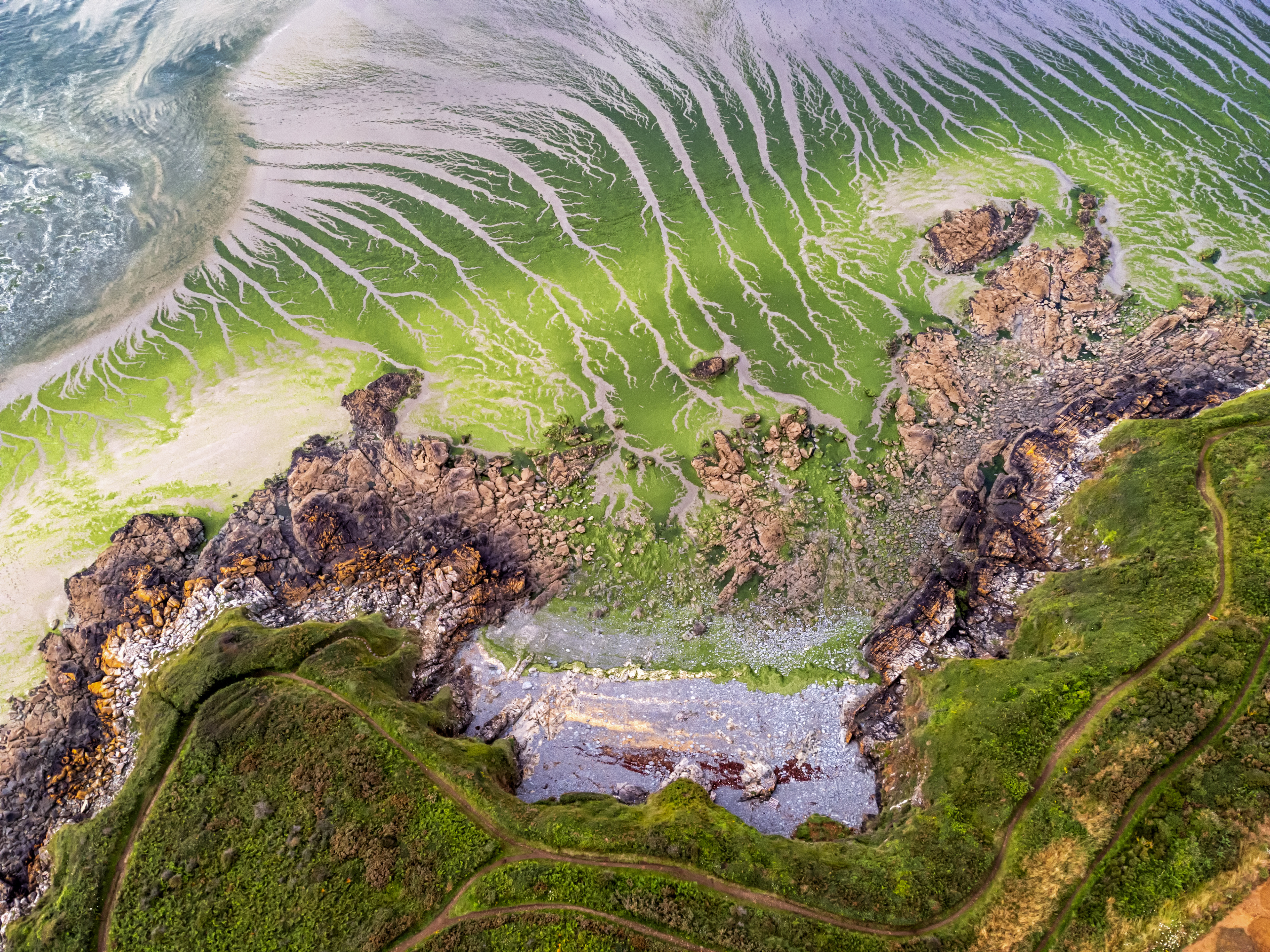 Green algae during low tide 