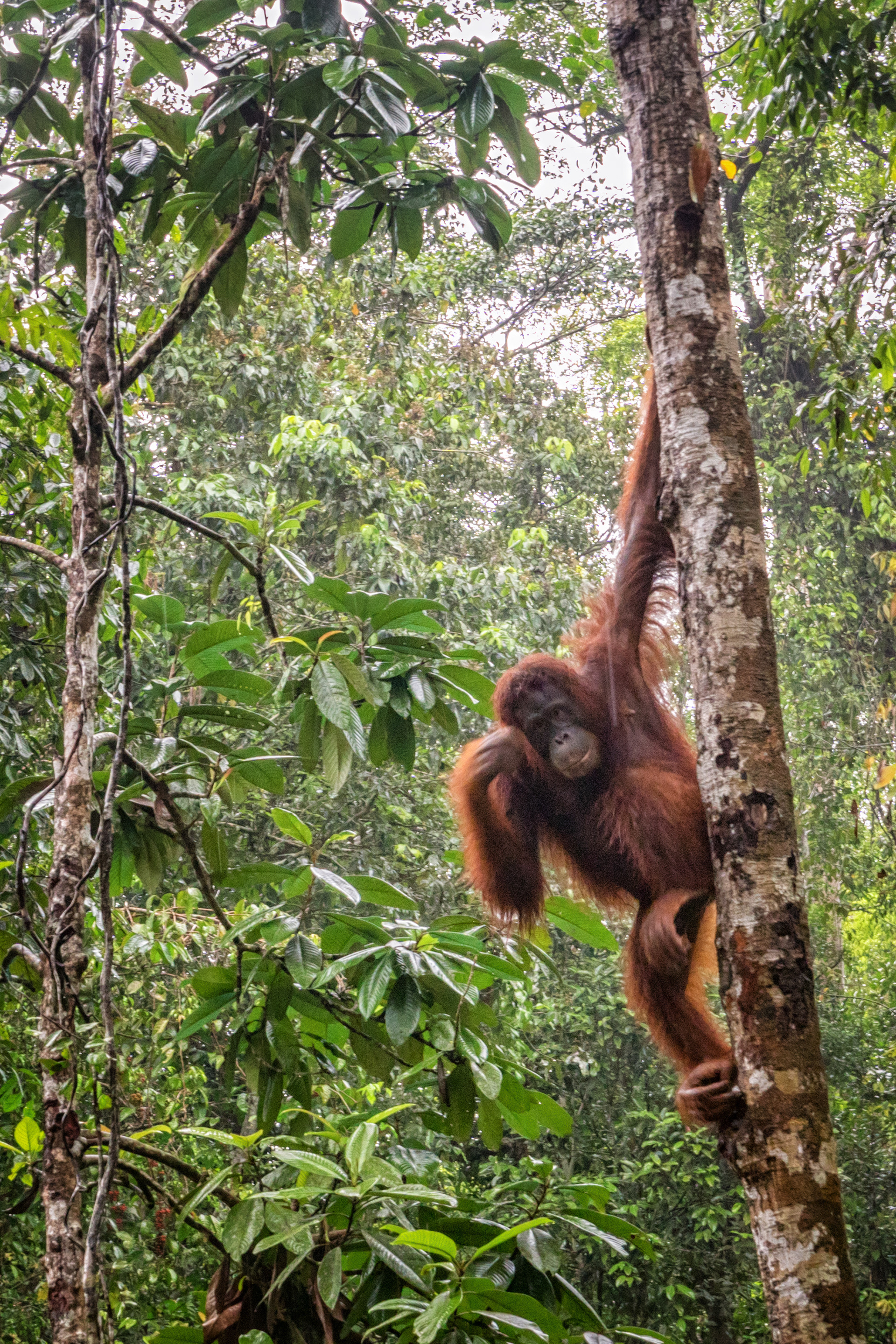 Orangutan in Semenggoh Nature Reserve