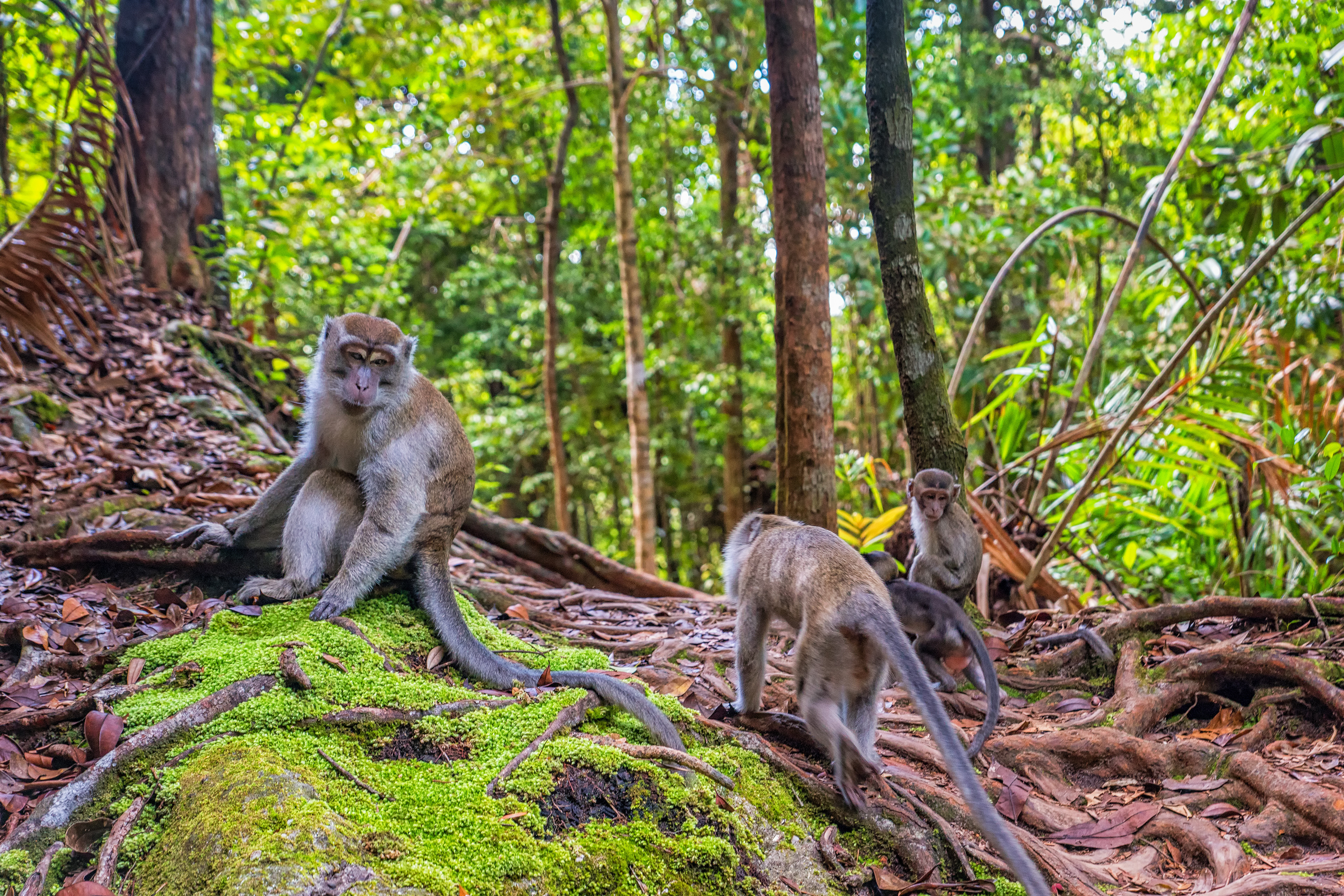 Long-tailed Macaqus in Bako National Park