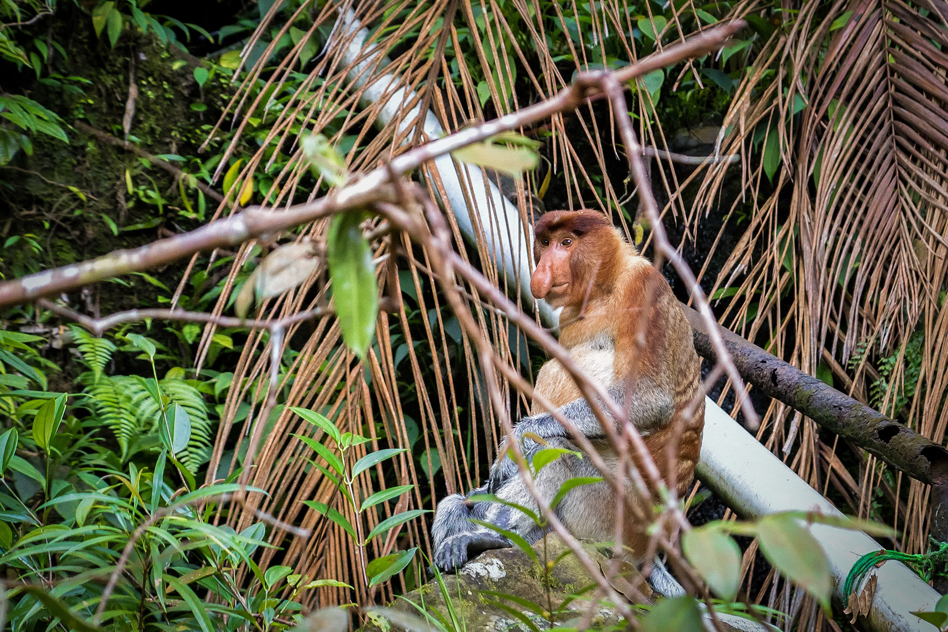 Proboscis monkey in Bako National Park