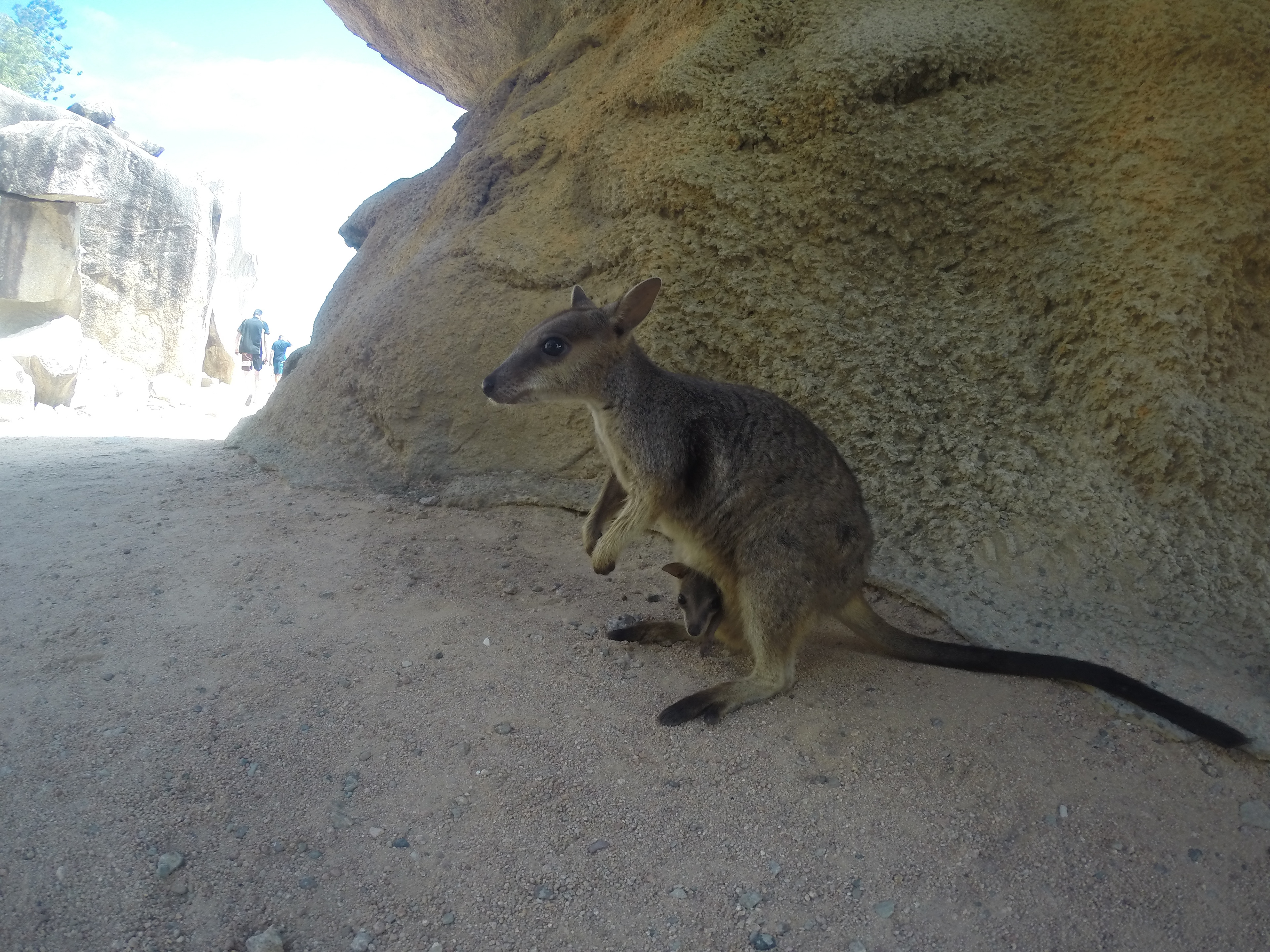 Rock Wallaby mother and baby on Magnetic Island