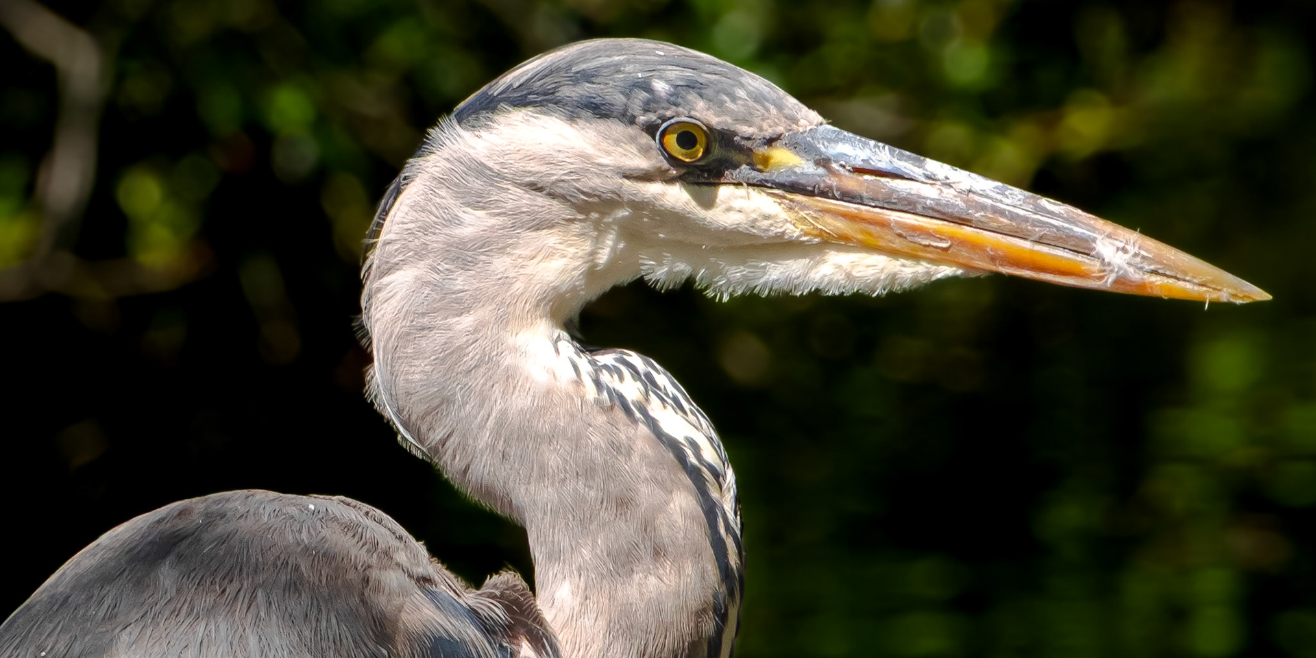 A Blue heron captured in the centre of London on my work break.  -F9.0   ISO 160   1/125ss