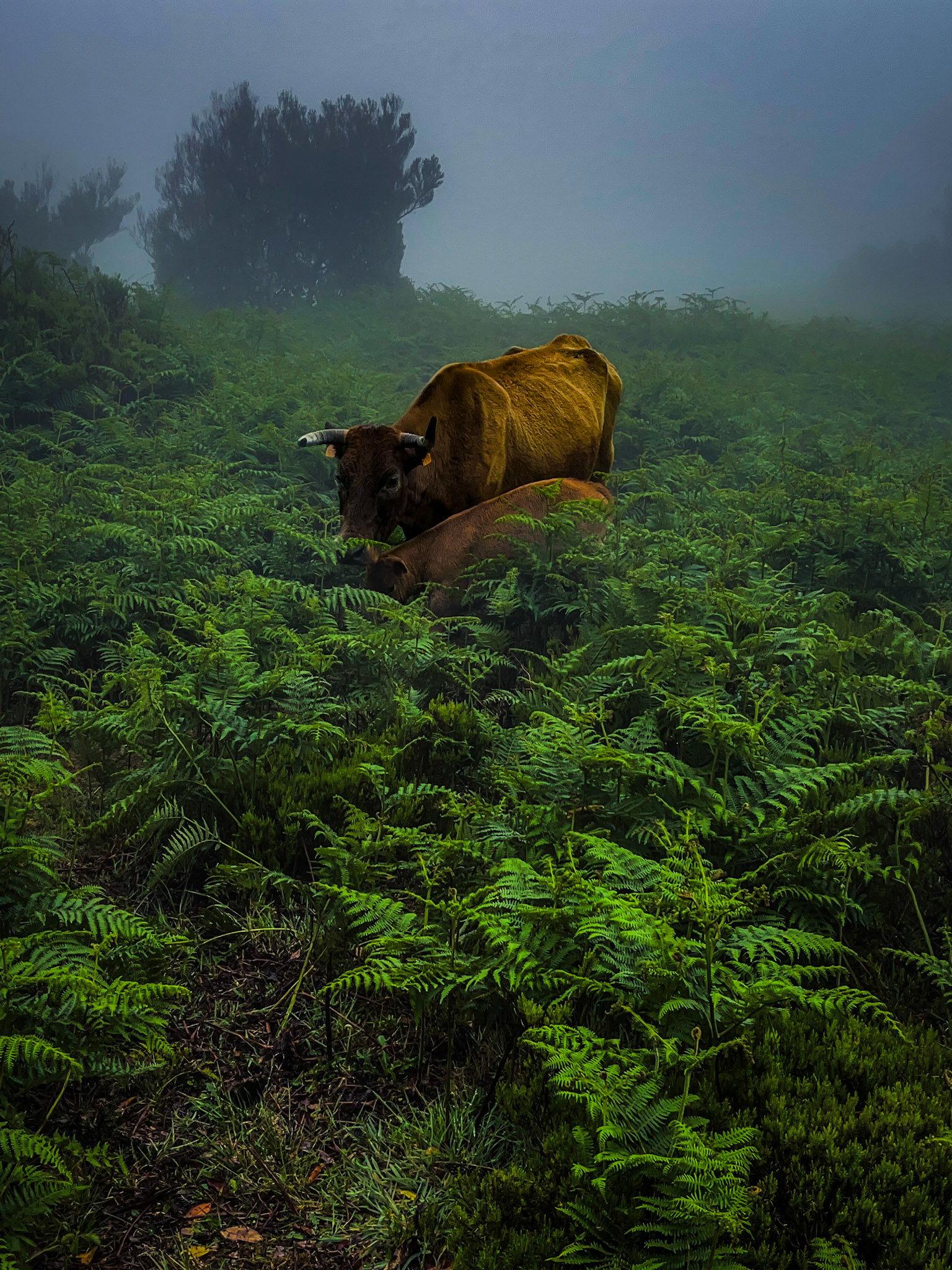Mother and her calf grazing in the mountains of Porto Moniz, Madeira 