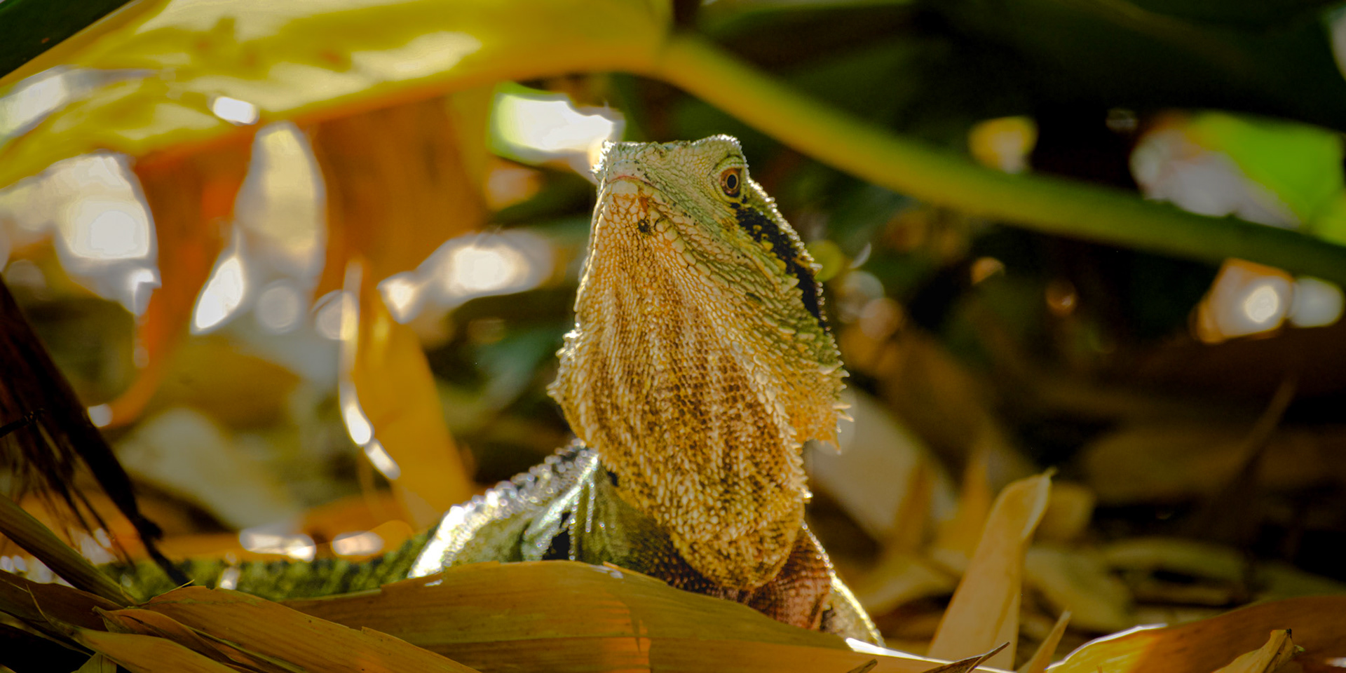 -F5.0   ISO 1250   1/512ss