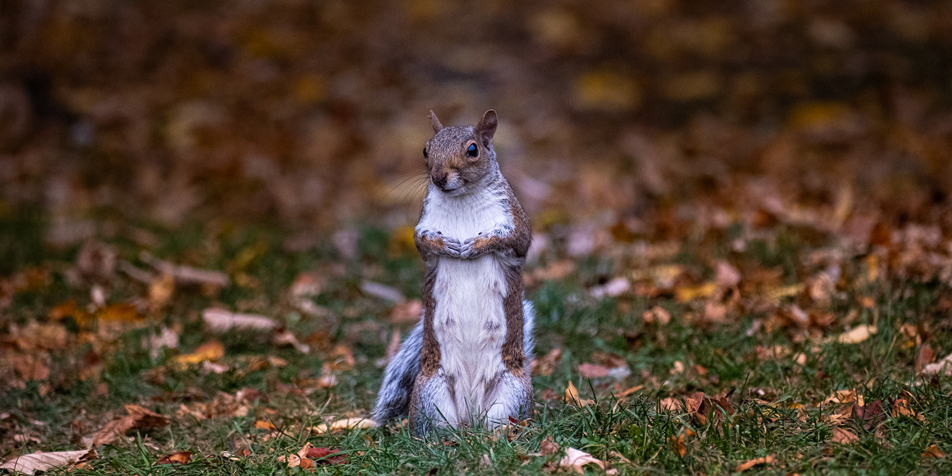  Local Squirrel - F5.6   ISO 2500 1/128ss