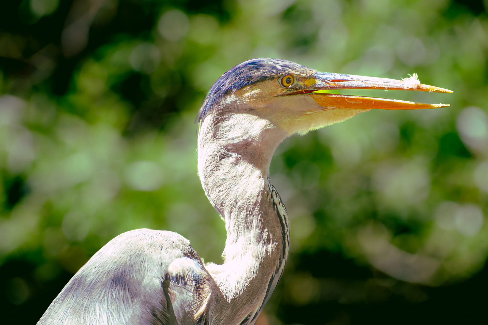 A Blue Heron basking in the sun in St. James' park. -F6.4   ISO 160   1/125ss