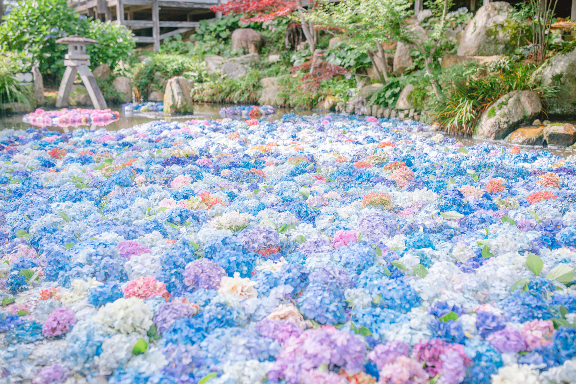 紫陽花の水中花