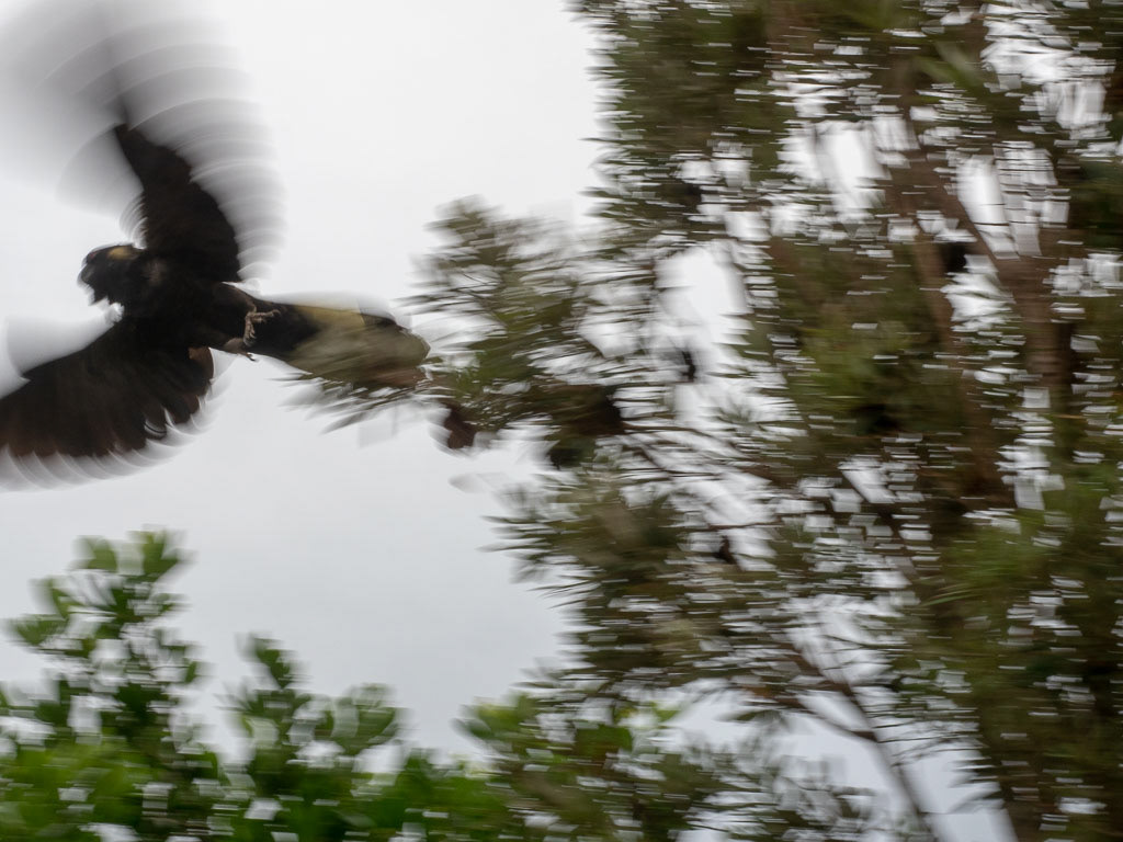 Fly Away