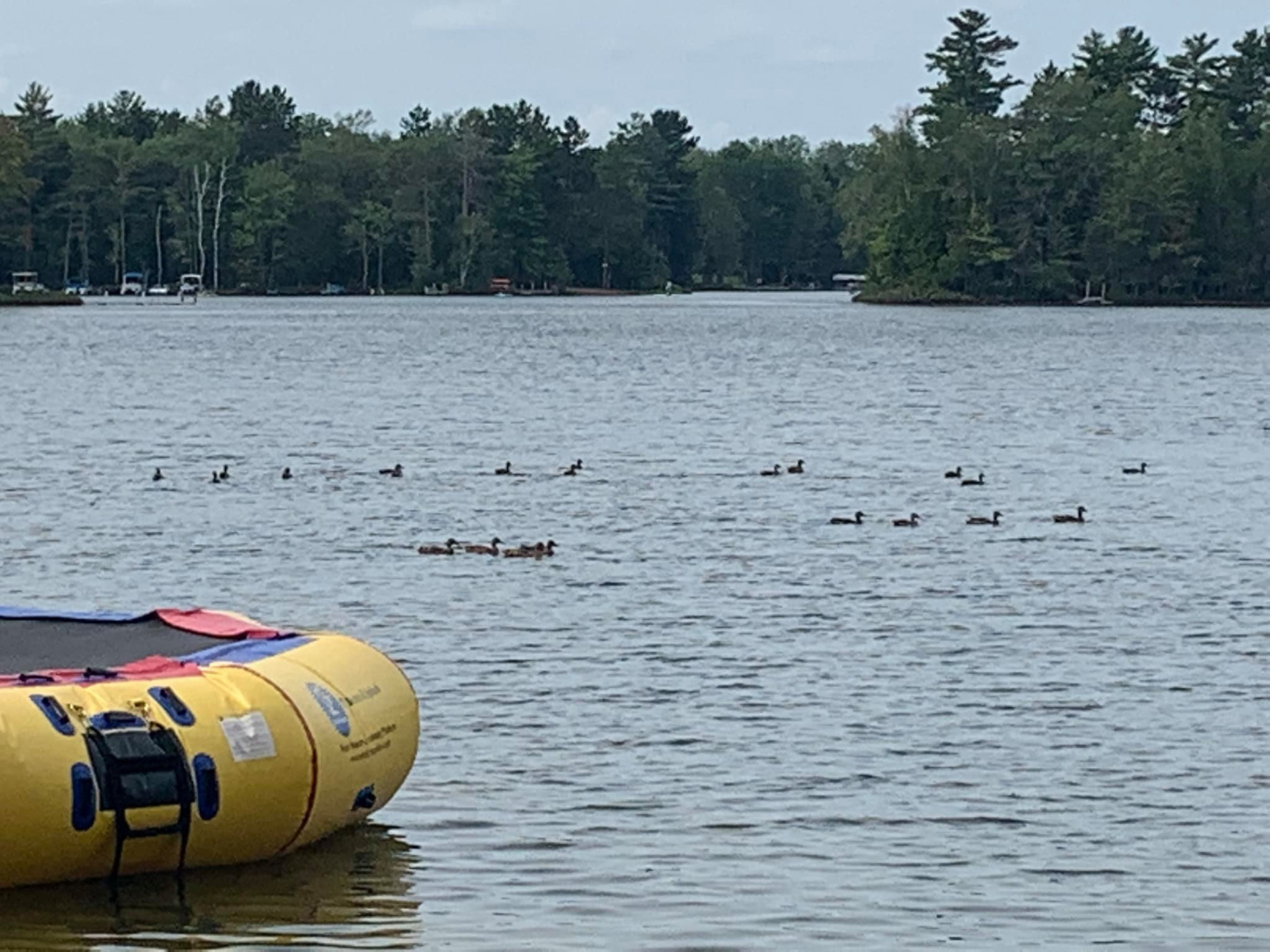 That's a LOT of Ducks August 2021 Cyndi Titello