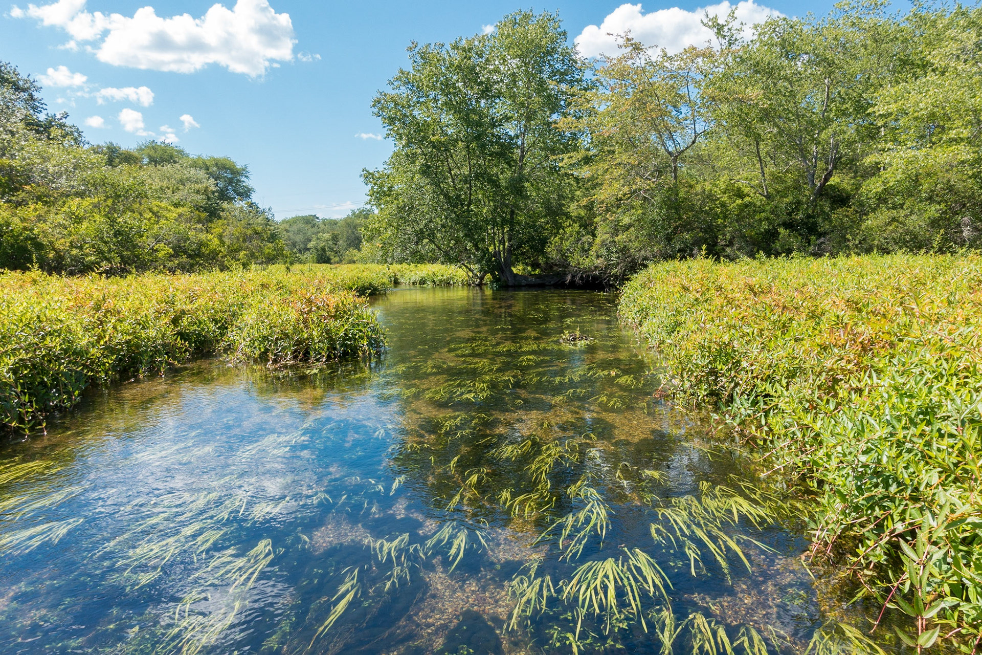 Carmans River, South Haven Park, Long Island, New York