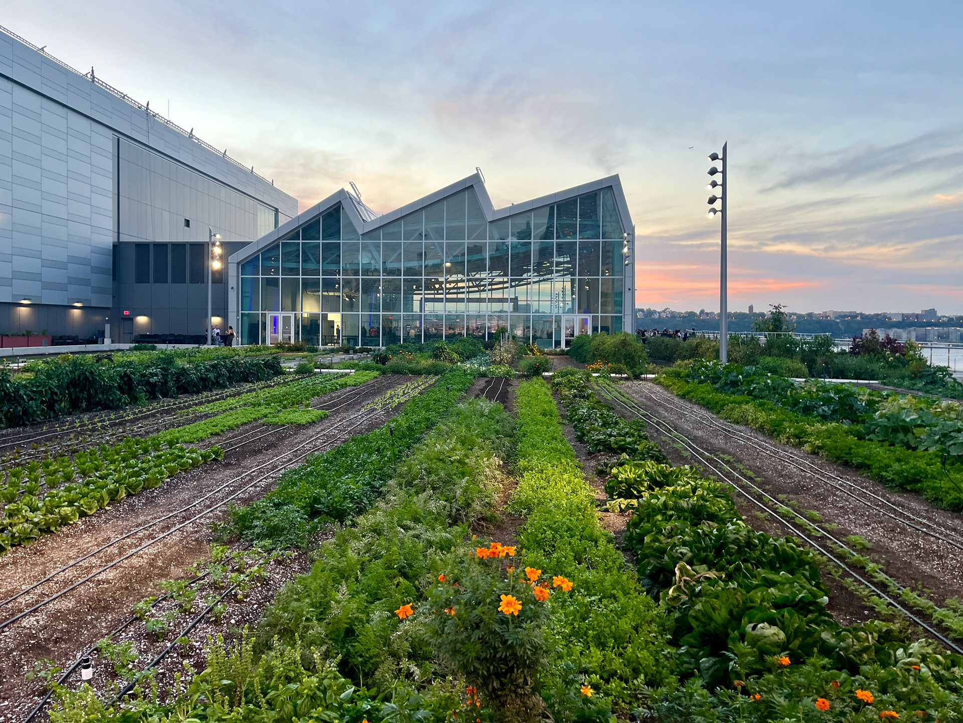 Green Roof on the Jacob Javit's Center 