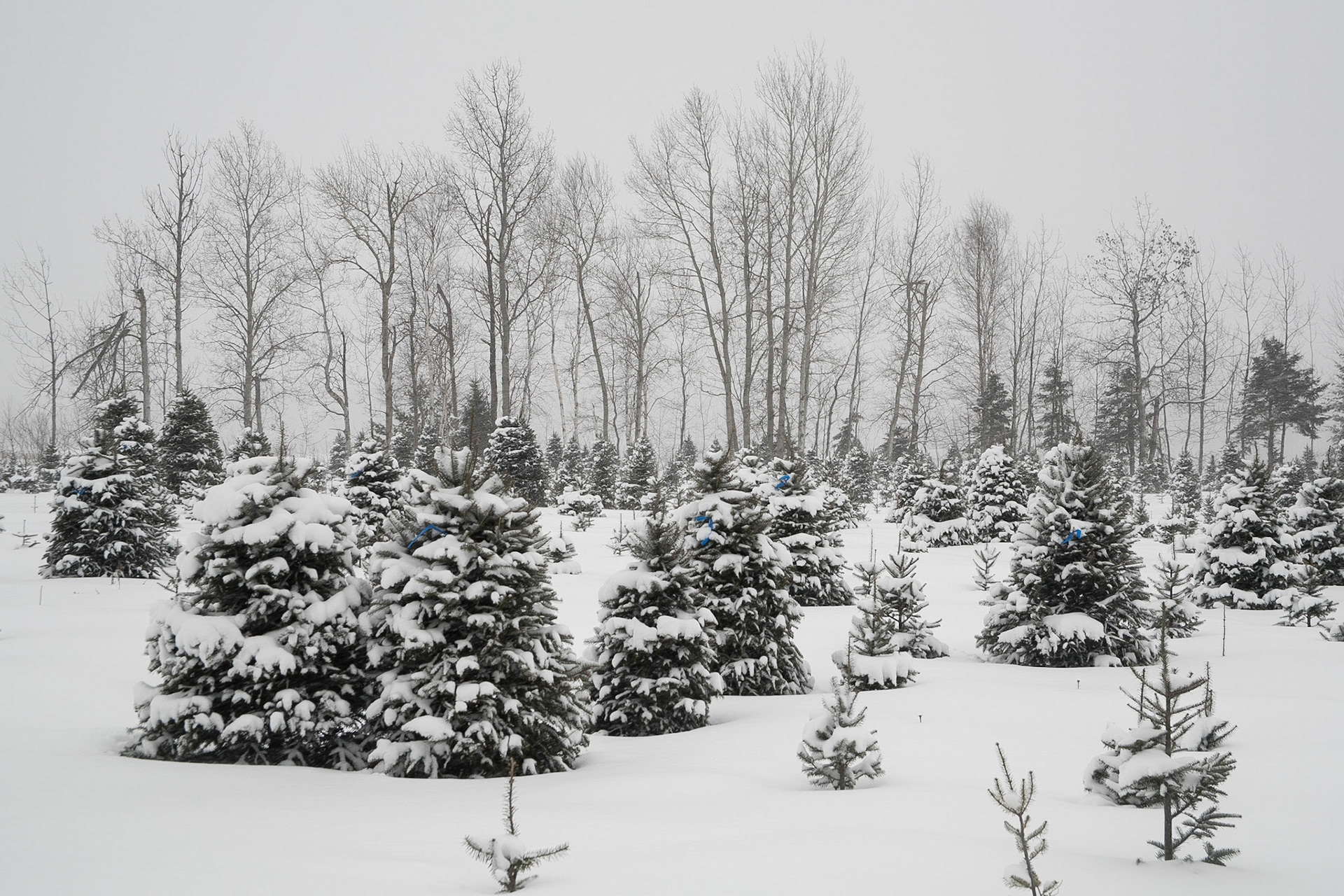 Connors, New Brunswick, Canada